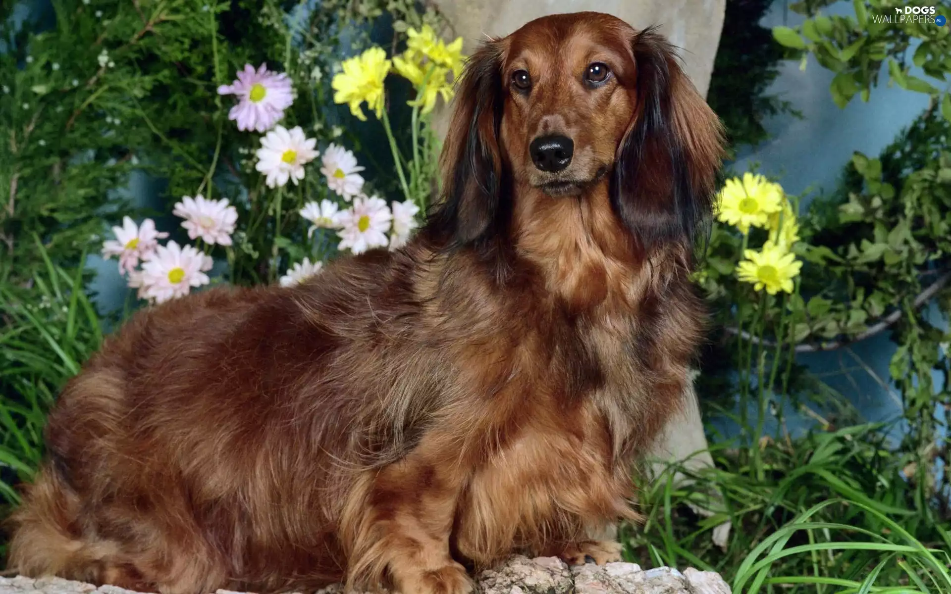 Flowers, long-haired Dachshund