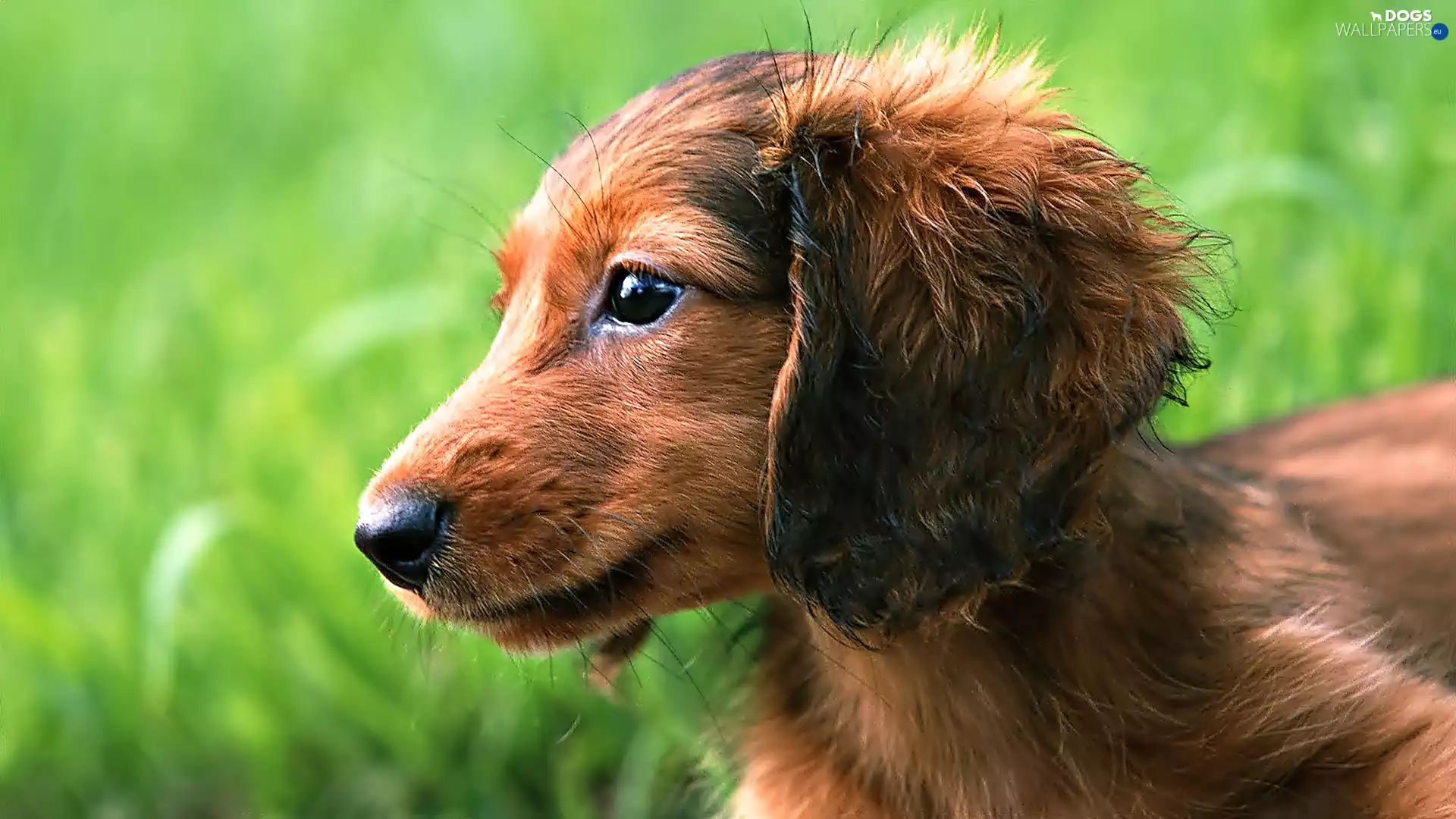 dachshund, Puppy, grass