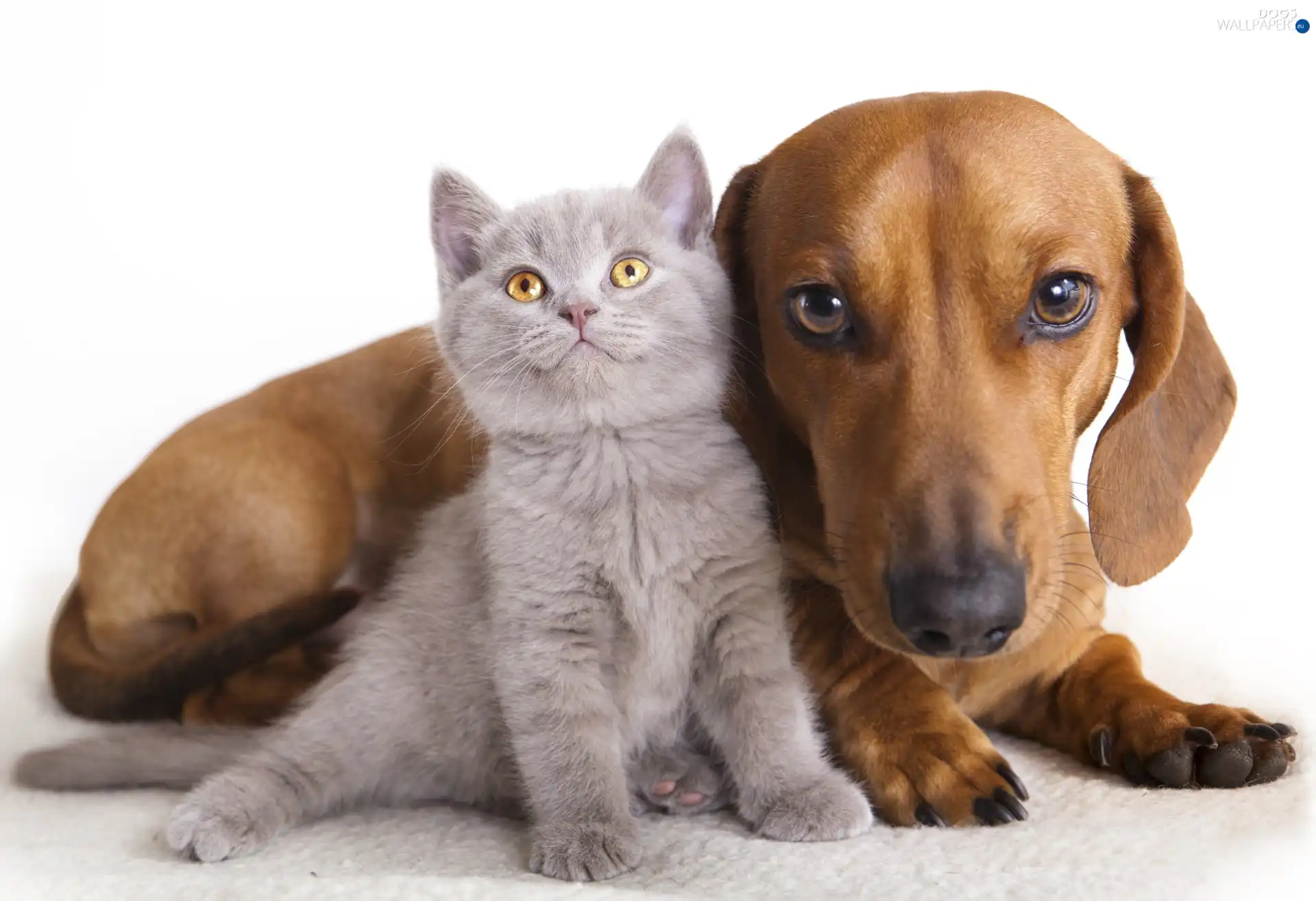 dachshund, doggy, Gray, kitten