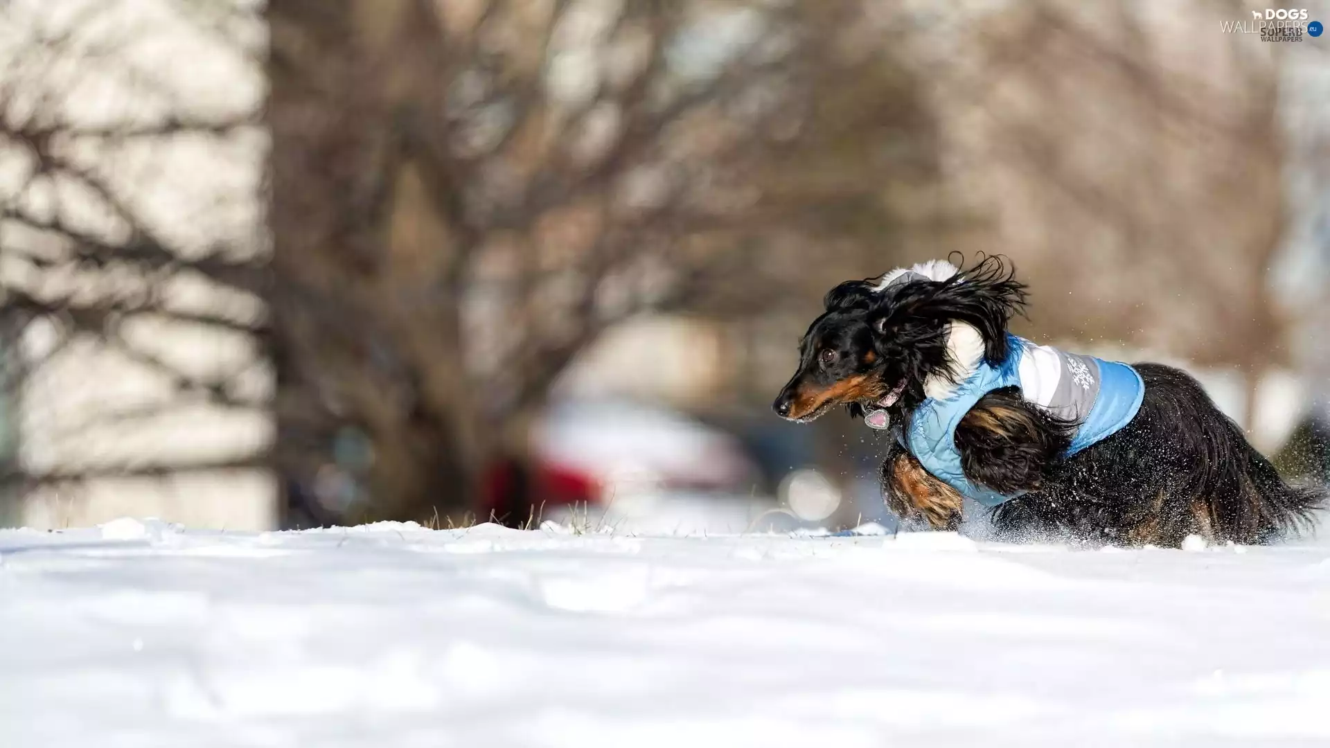 winter, dachshund, Long Haired, snow