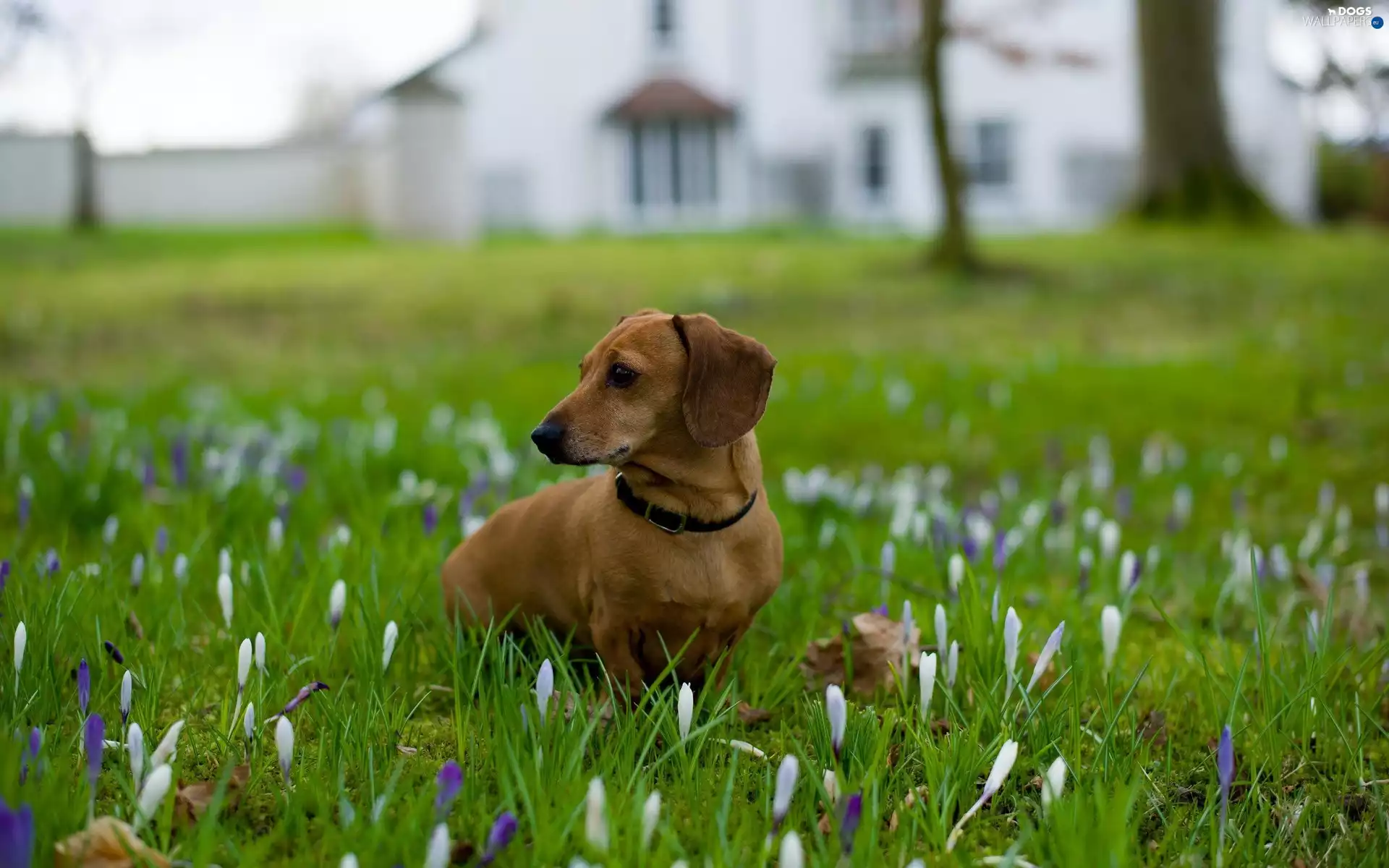 dachshund, Meadow
