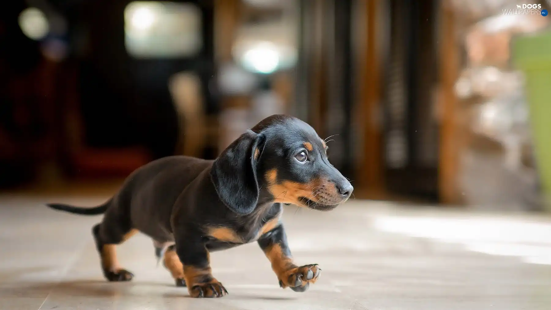 dachshund, Puppy