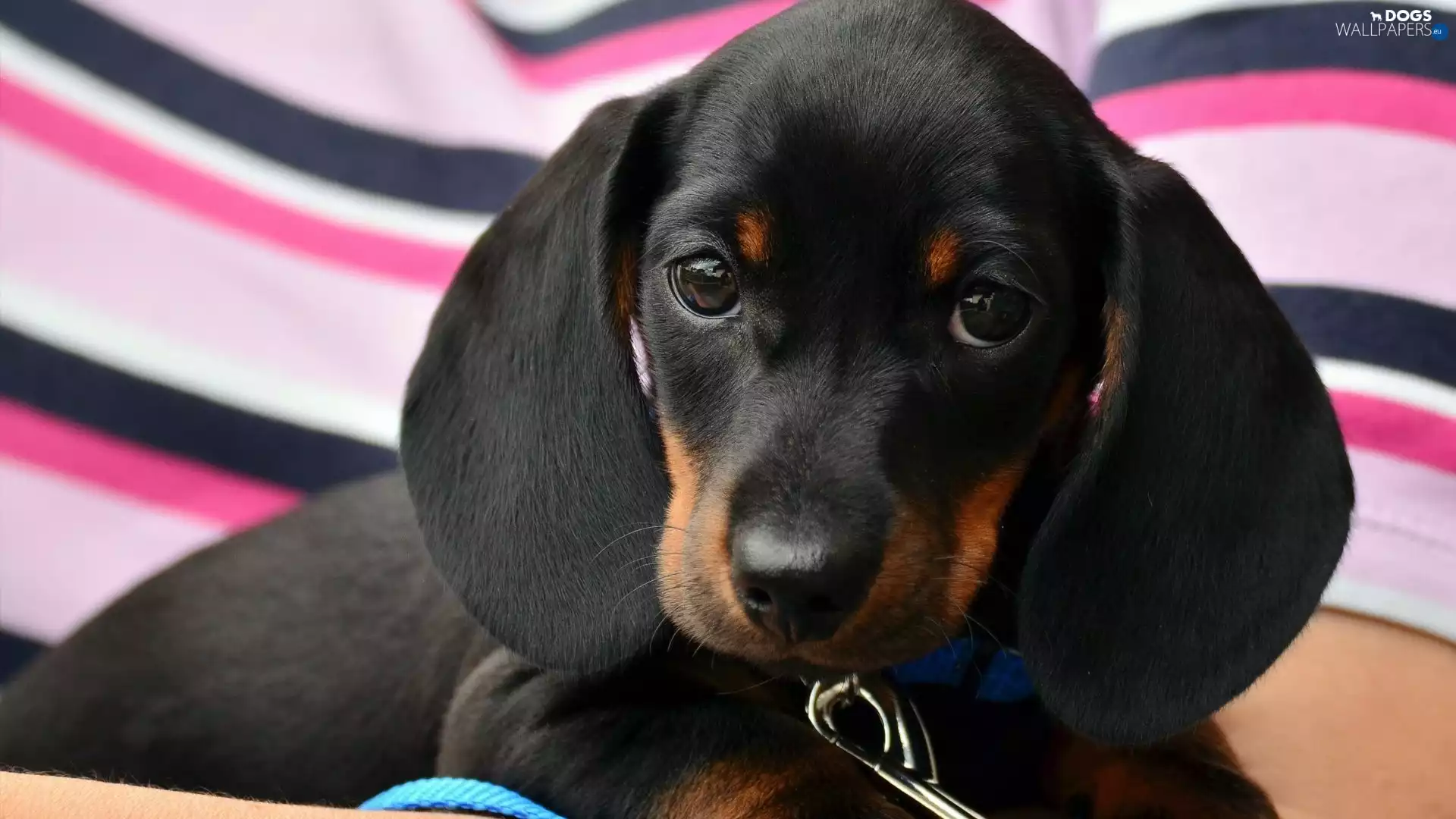 dachshund, dog, Puppy