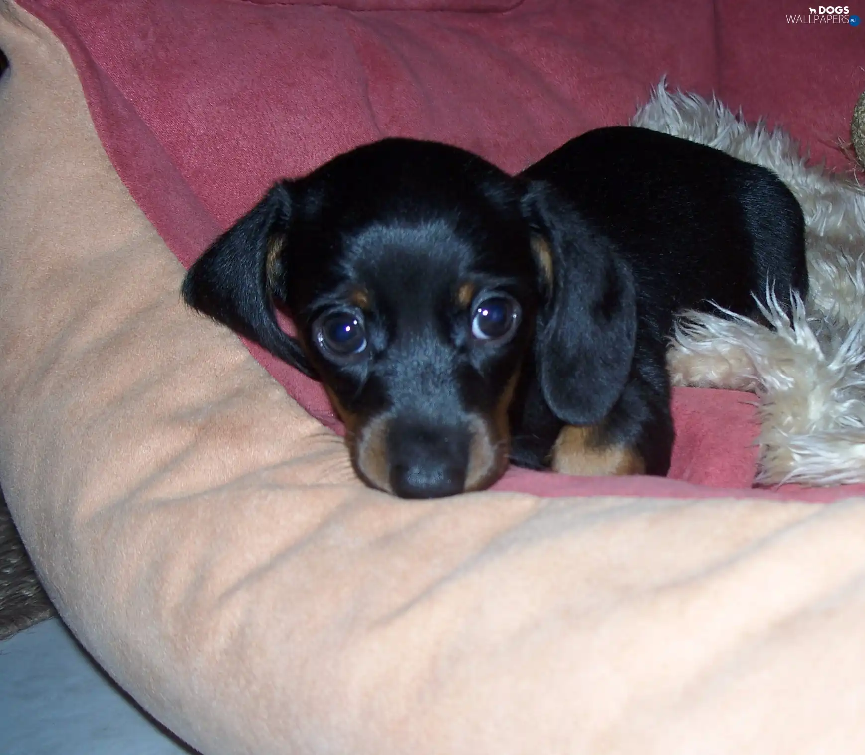 Puppy, Dachshund Shorthair
