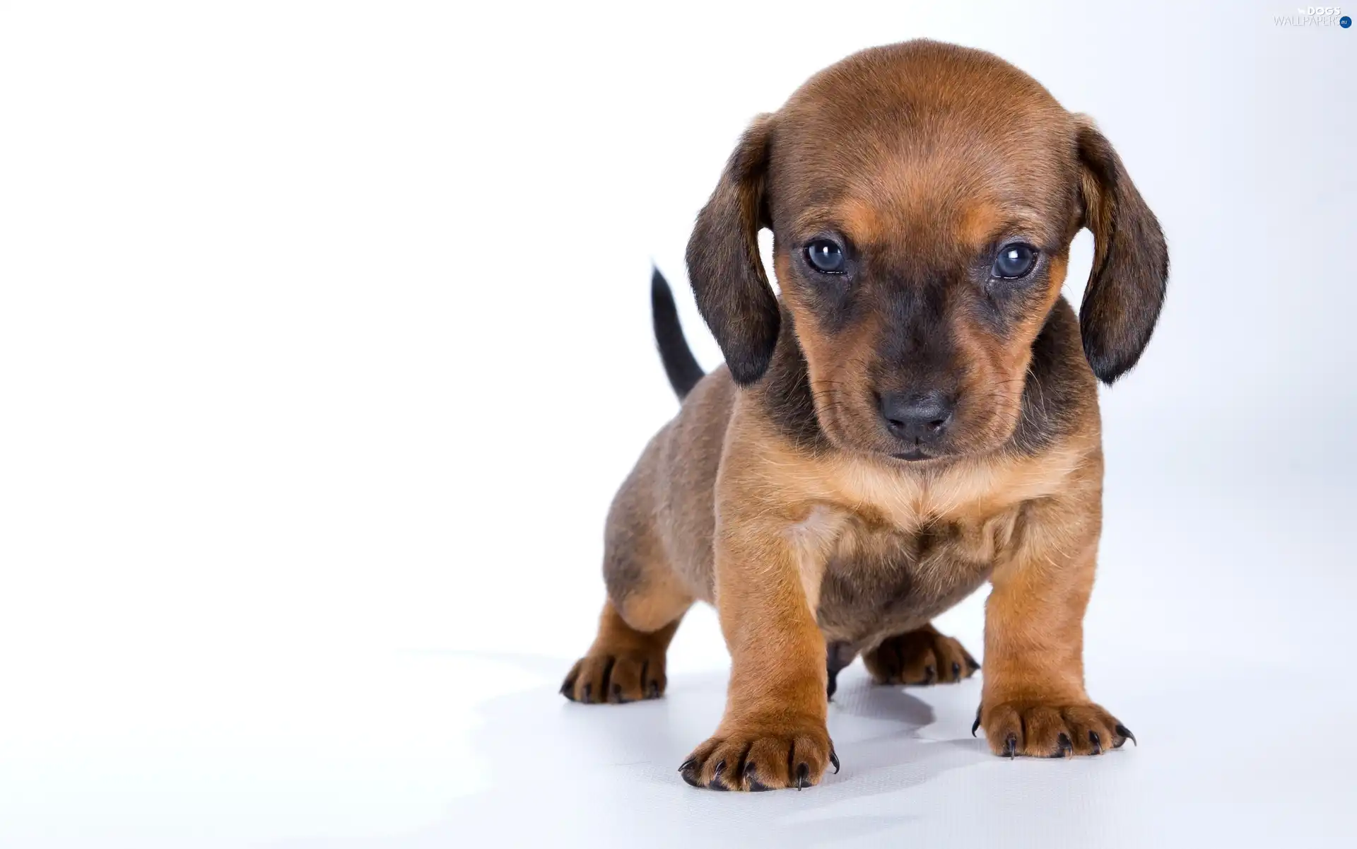 dachshund, Puppy