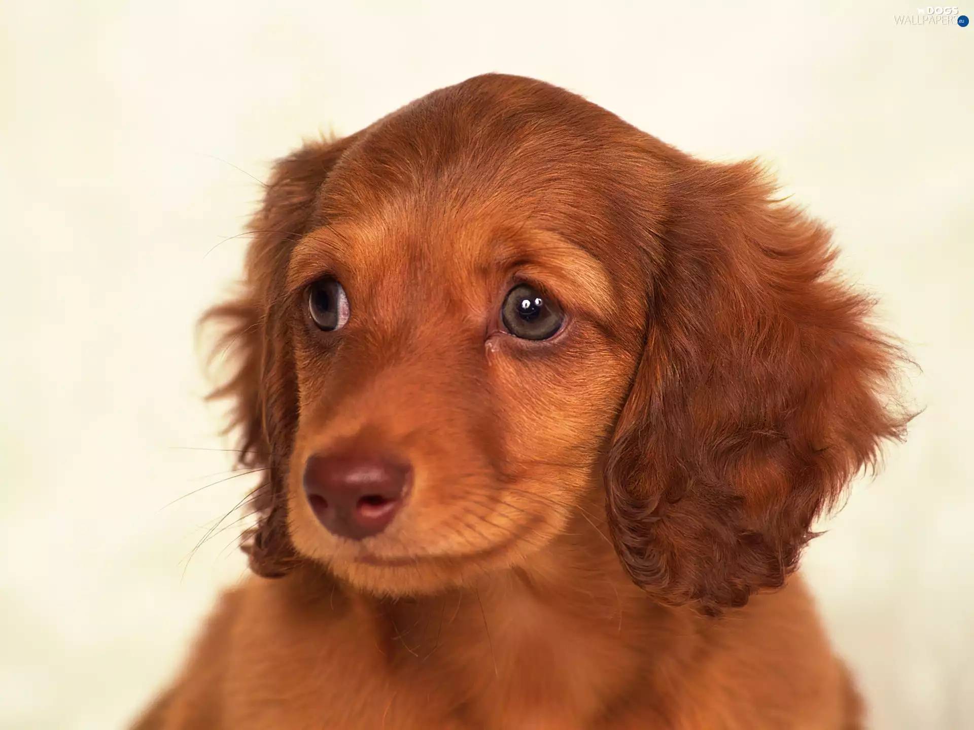 muzzle, dachshund, sad, Eyes, doggy