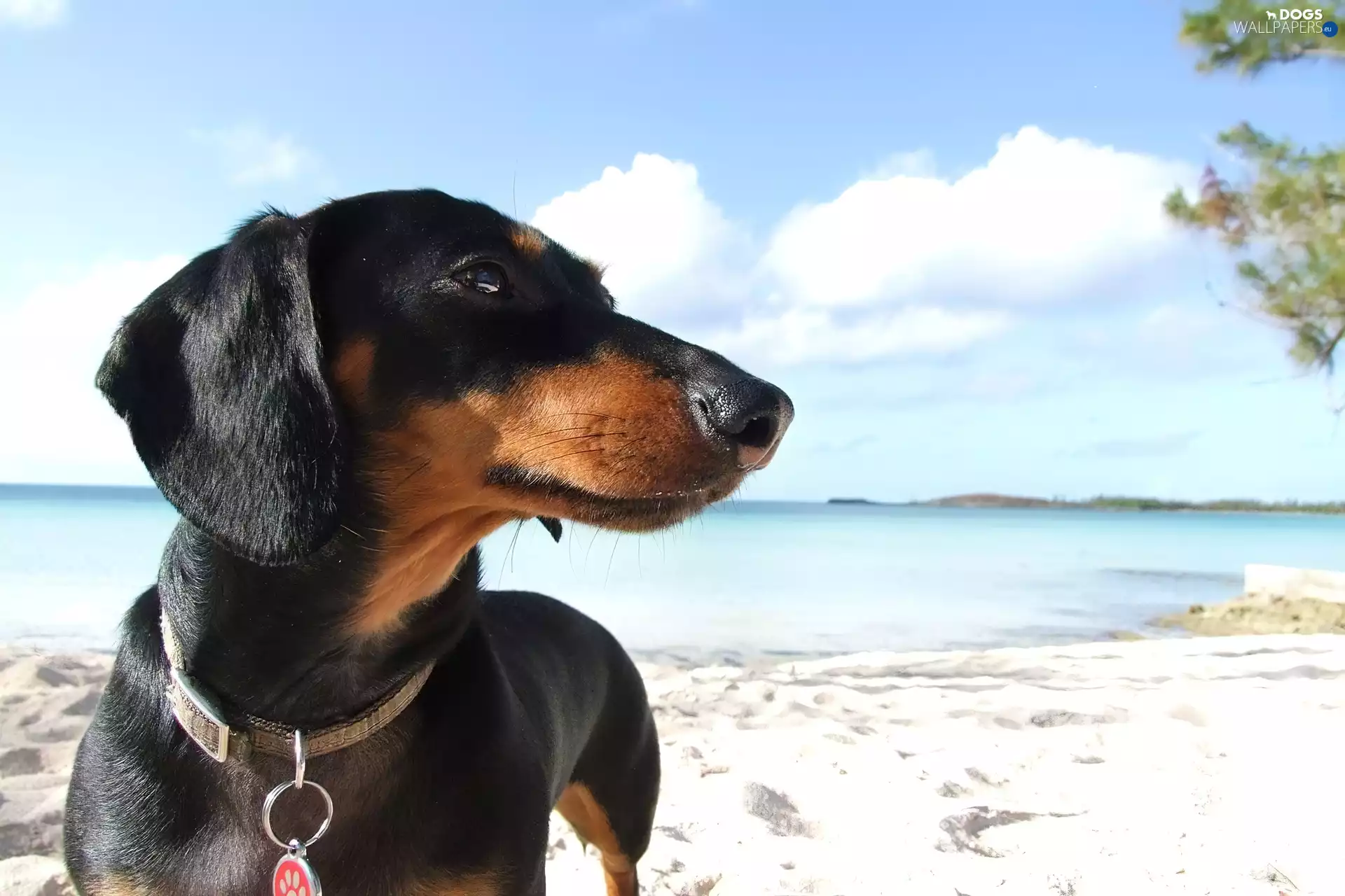 dachshund, sea