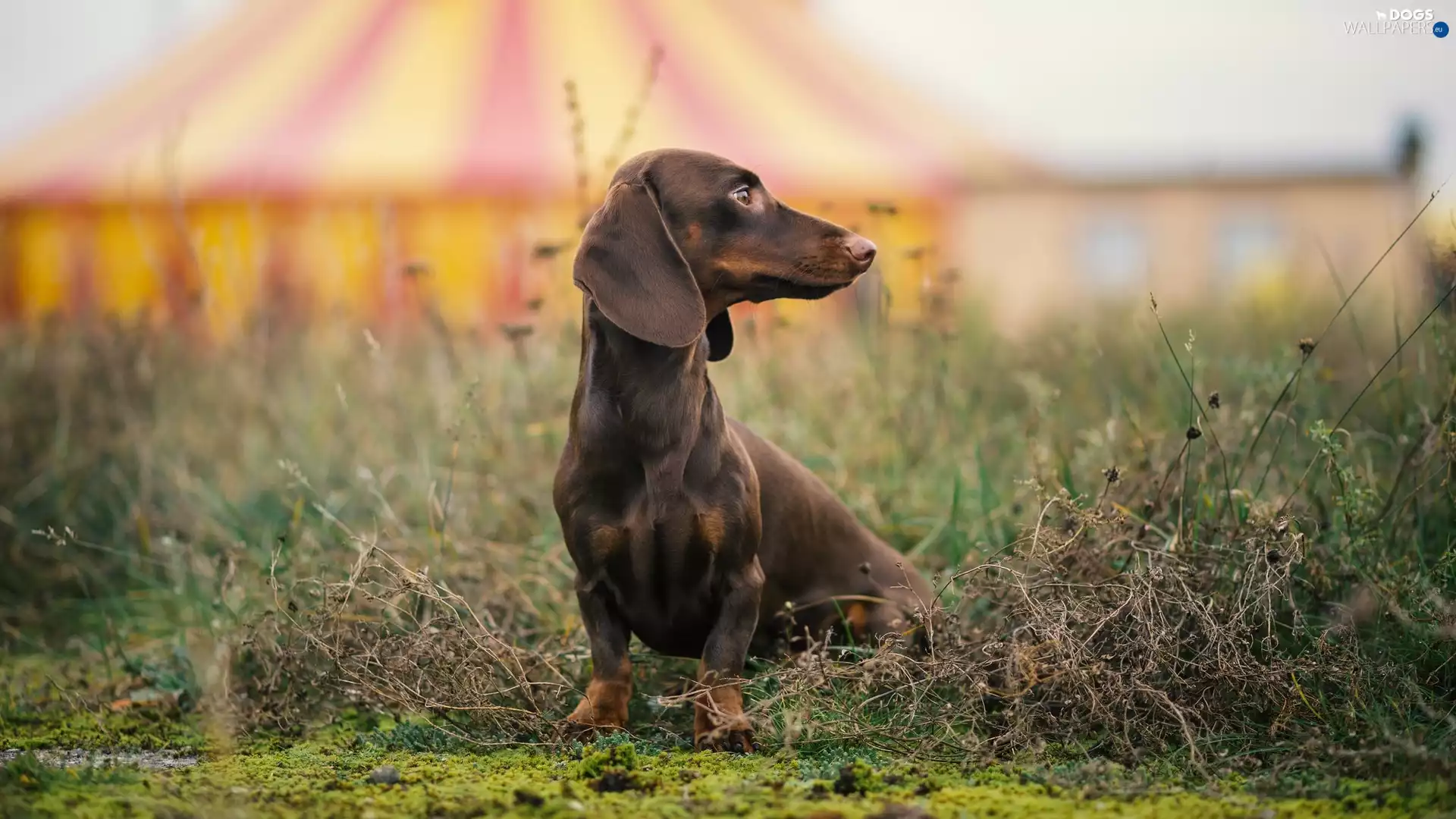 dog, Dachshund Shorthair, grass, Brown