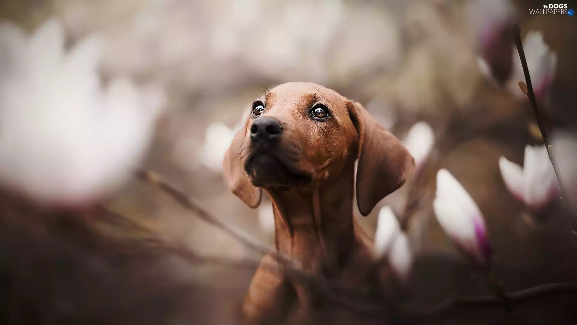 Dachshund Shorthair