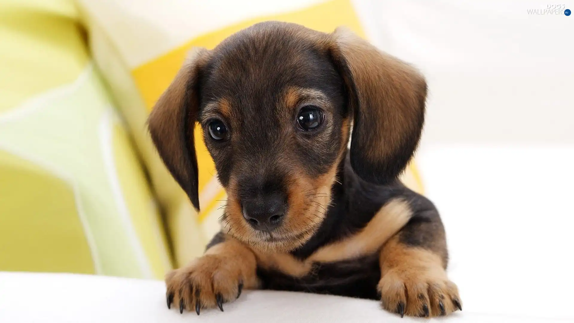 small, dachshund, beautiful