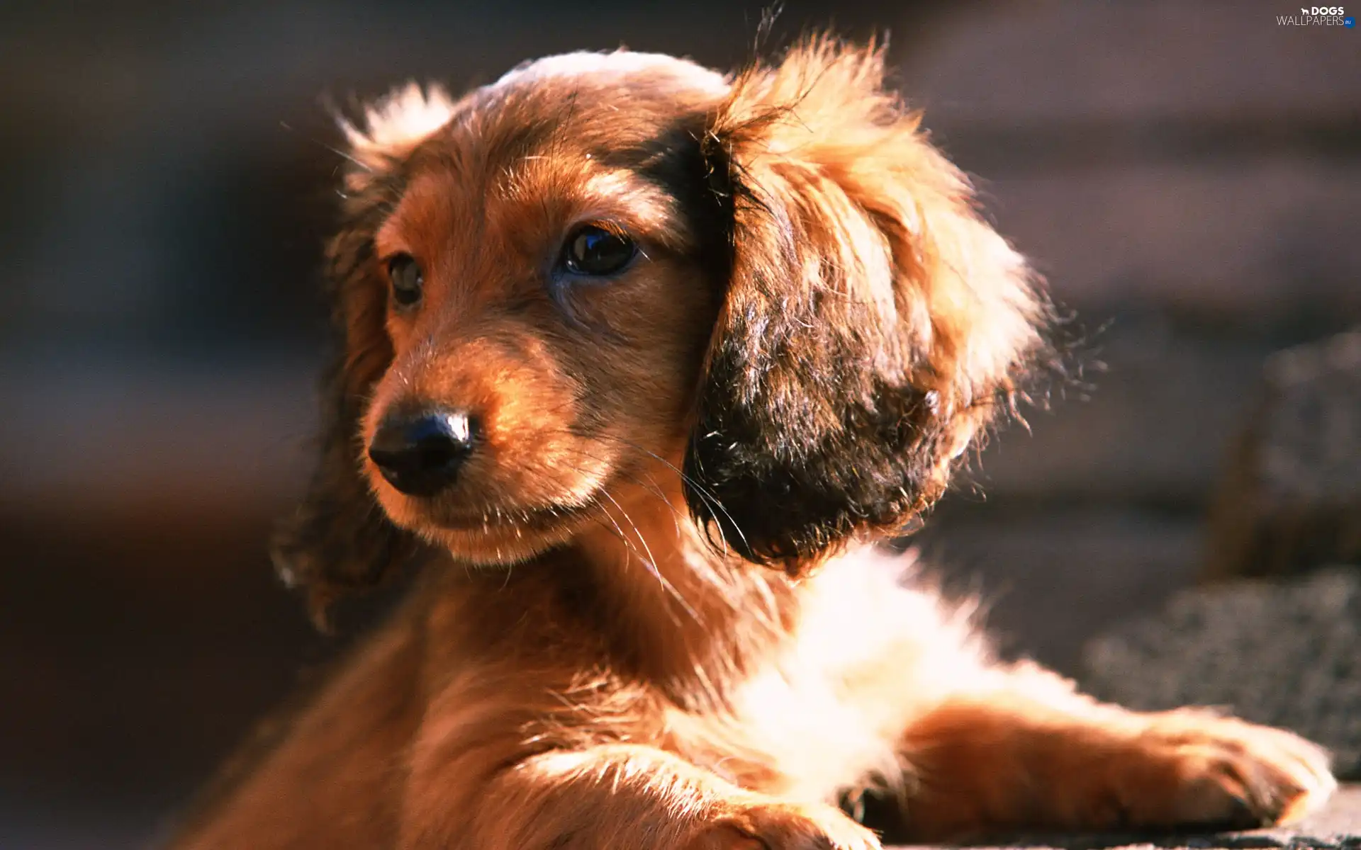 dachshund, puppie, small, Brown
