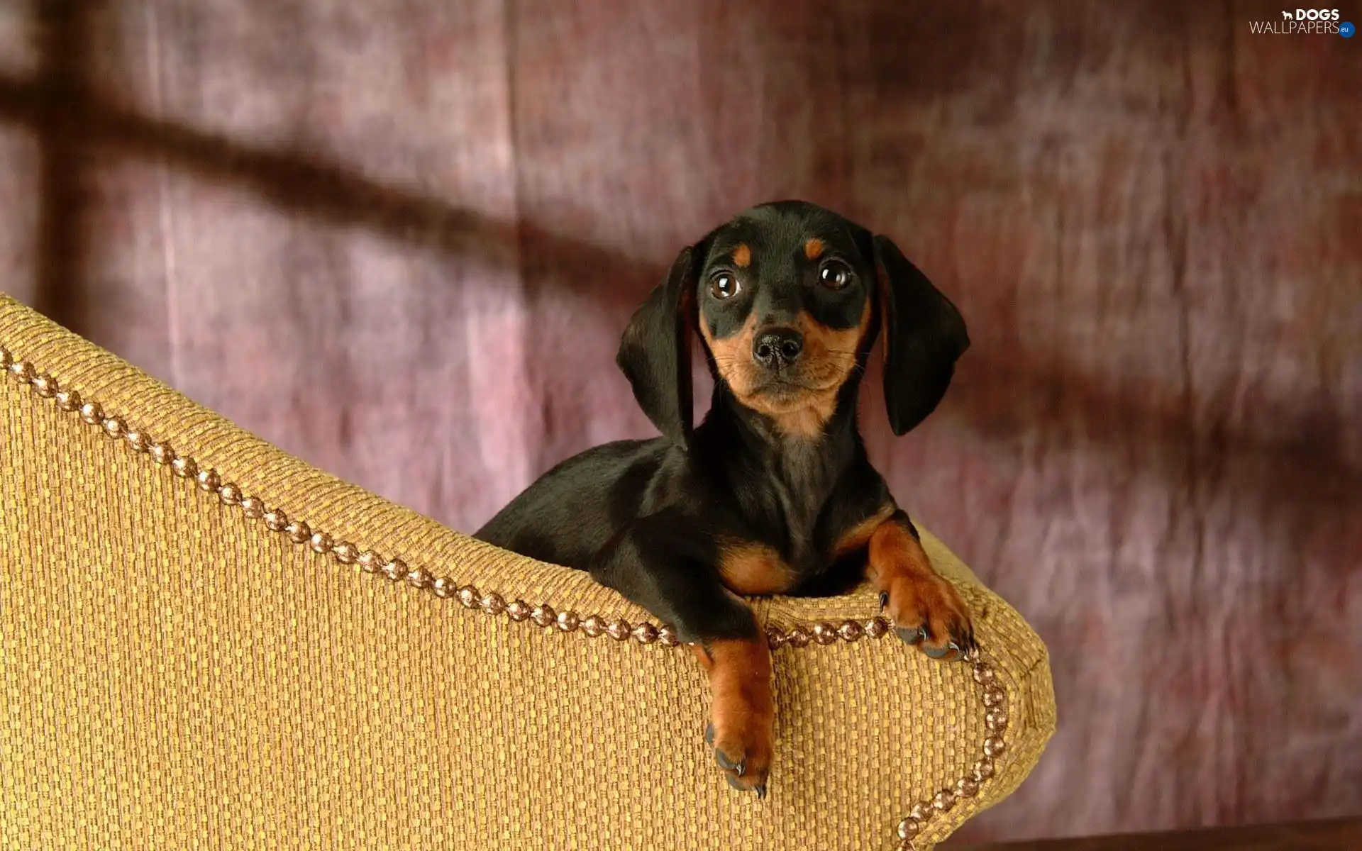 Sofa, Dachshund Shorthair