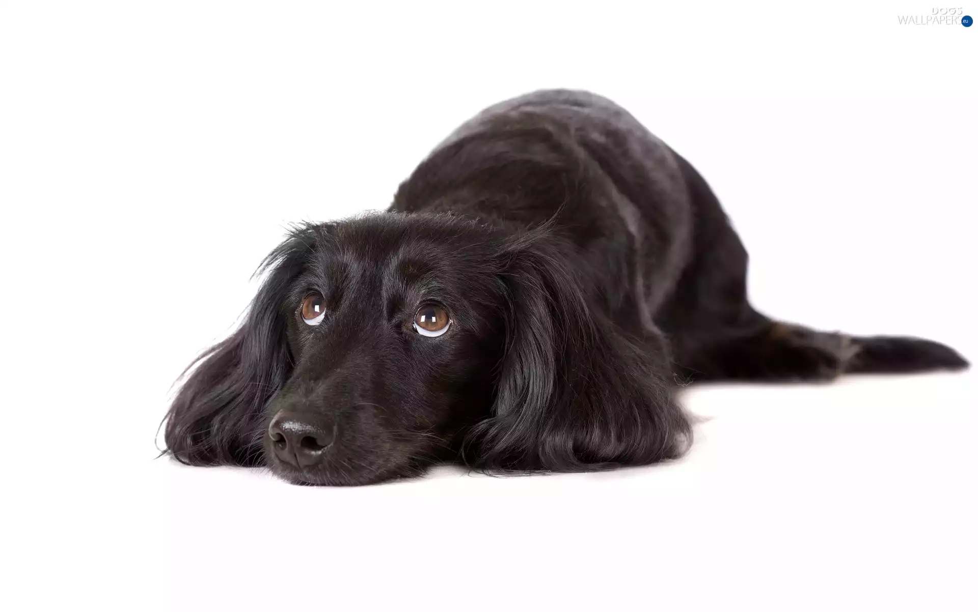 thoughtful, long-haired Dachshund