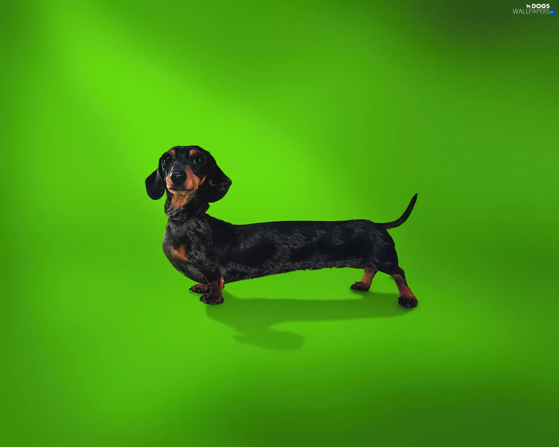 dachshund