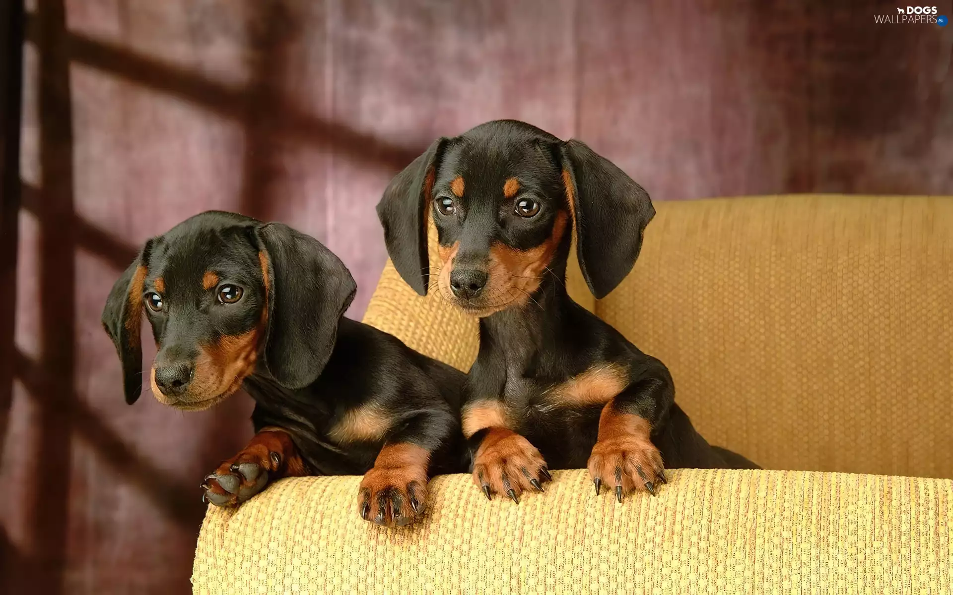Sofa, little doggies, dachshunds, Two cars