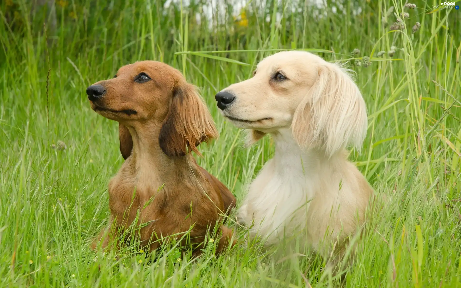 dachshunds, grass, Two cars