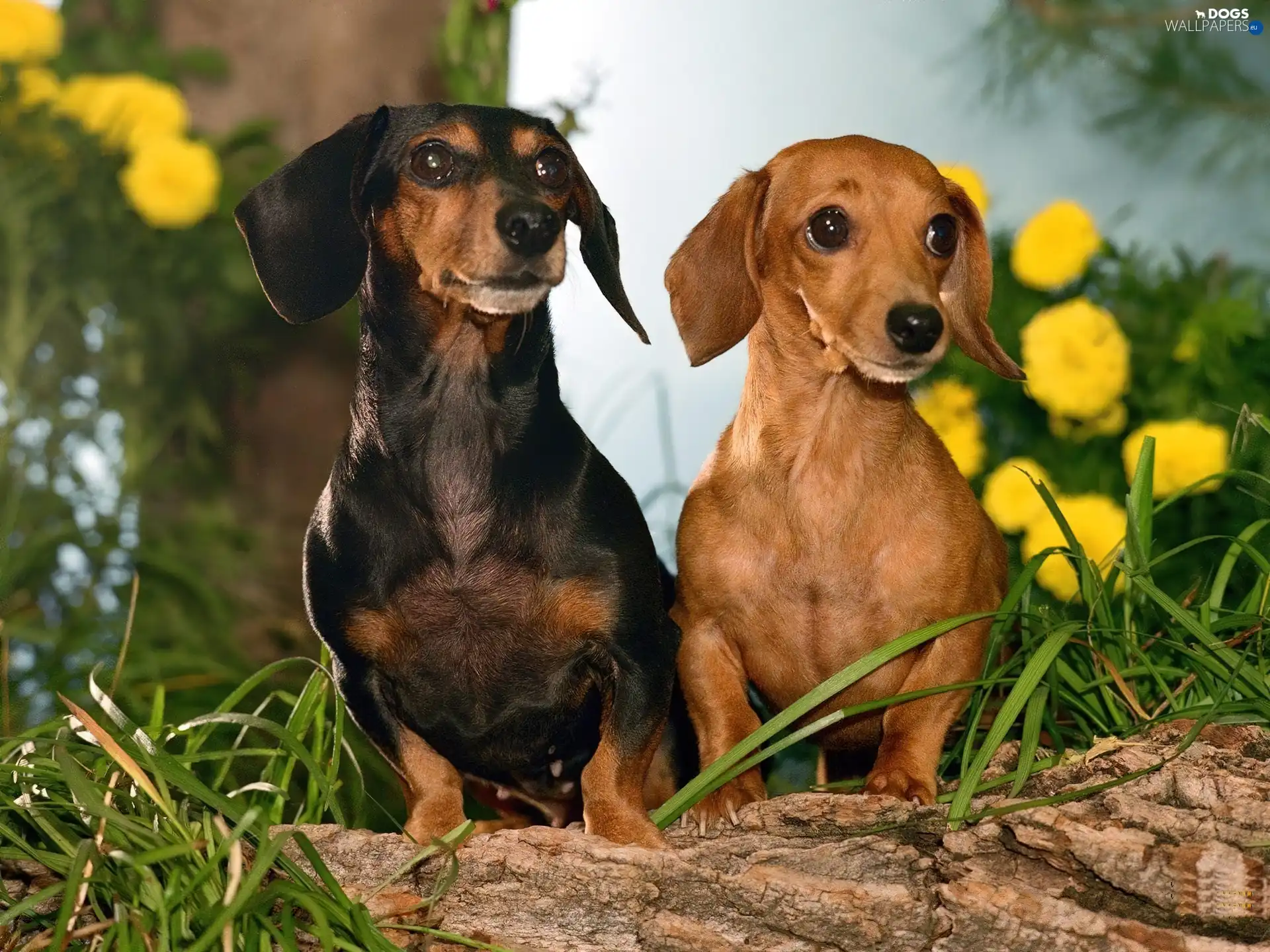 dachshunds, Dogs, grass, Two cars