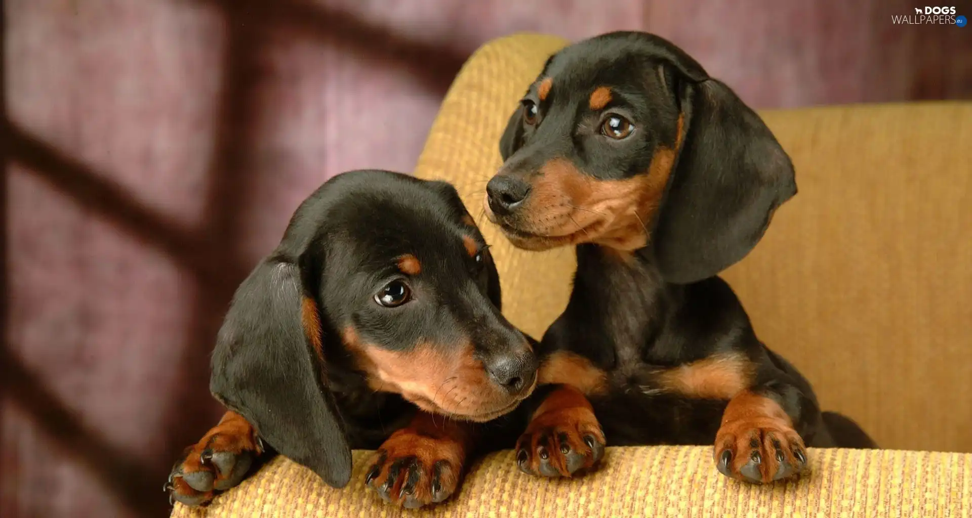 dachshunds, Sofa, Two cars