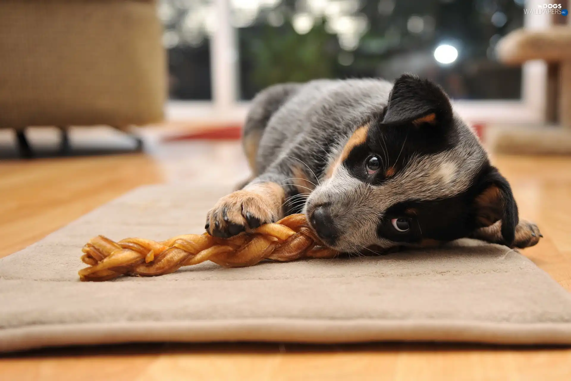 Dainty, Puppy, lying, dog