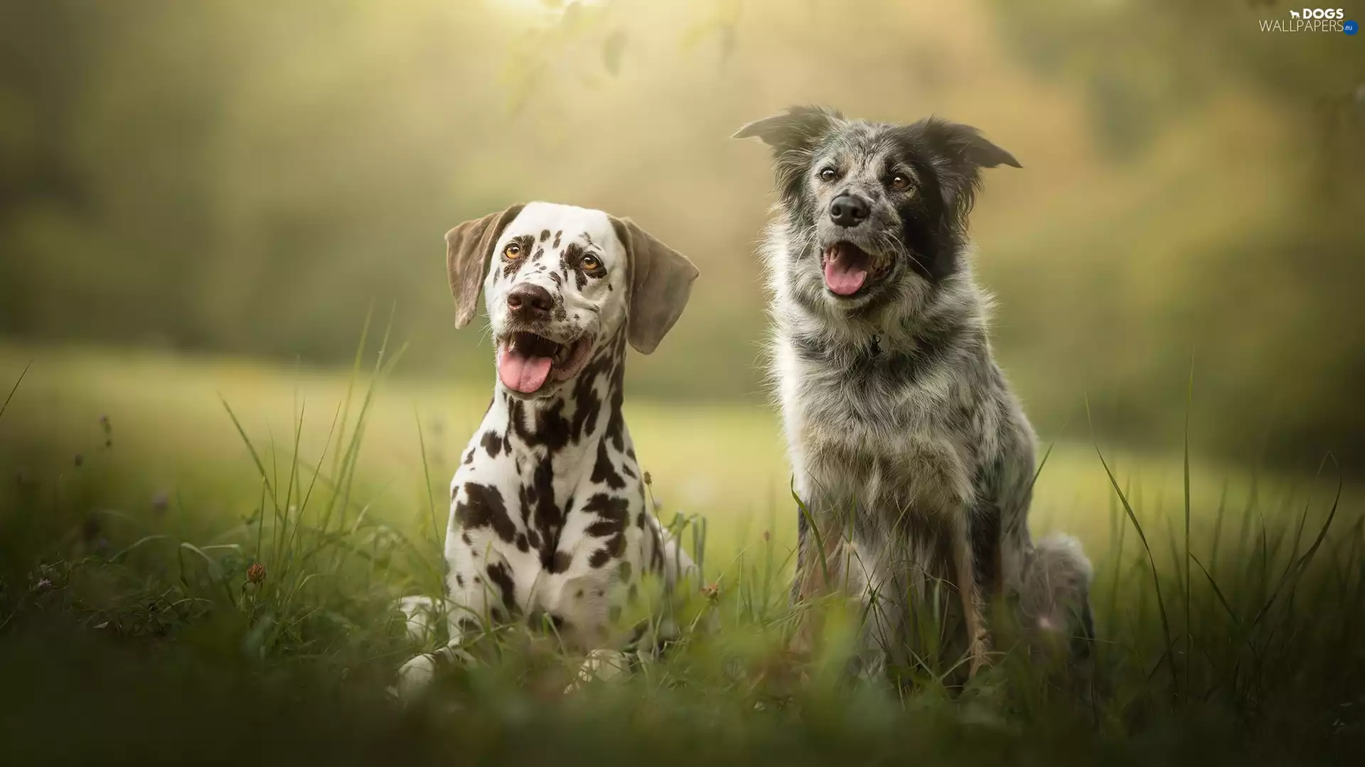 Meadow, grass, Dogs, Dalmatian, Two cars