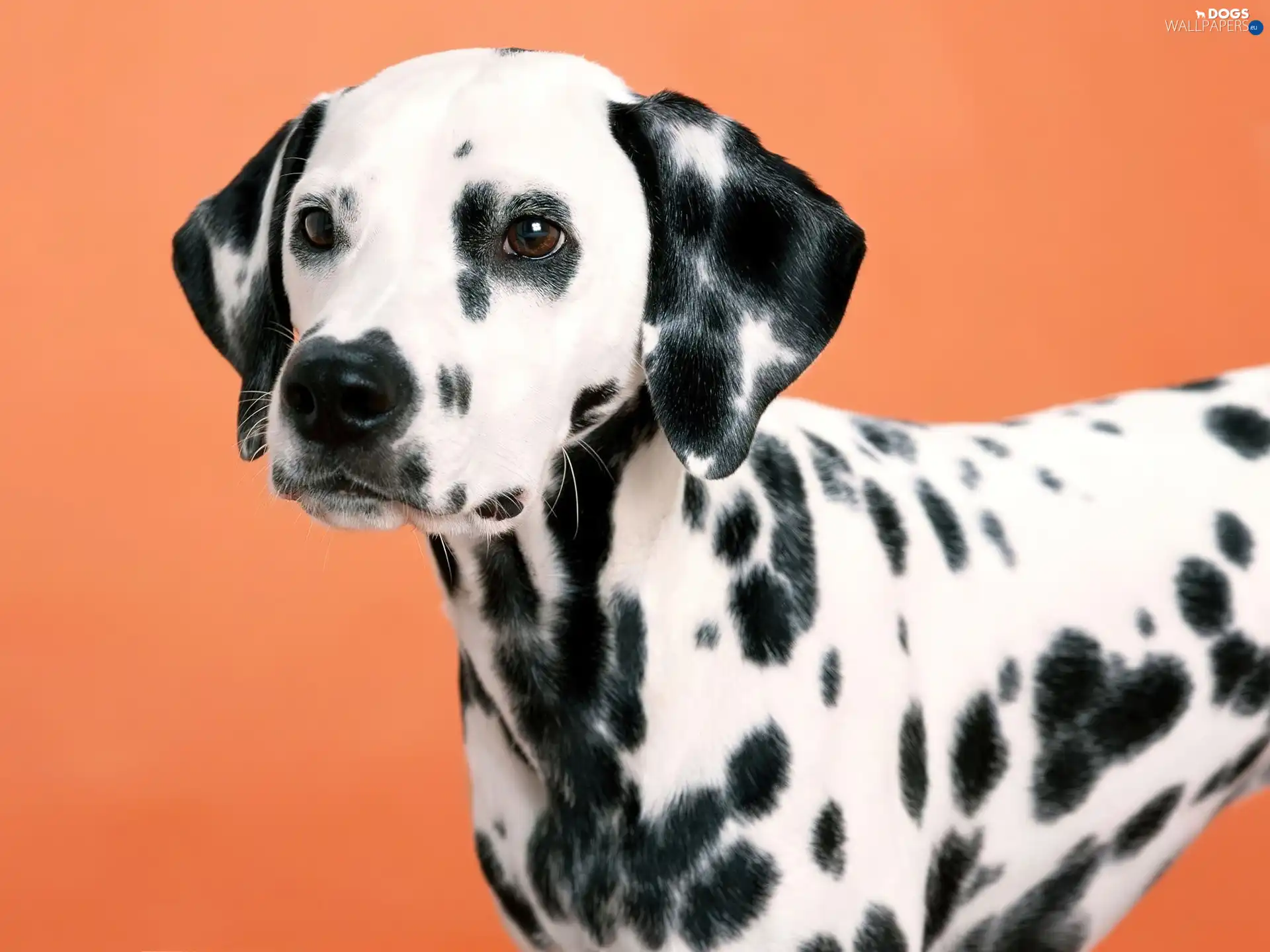 Dalmatian, dog