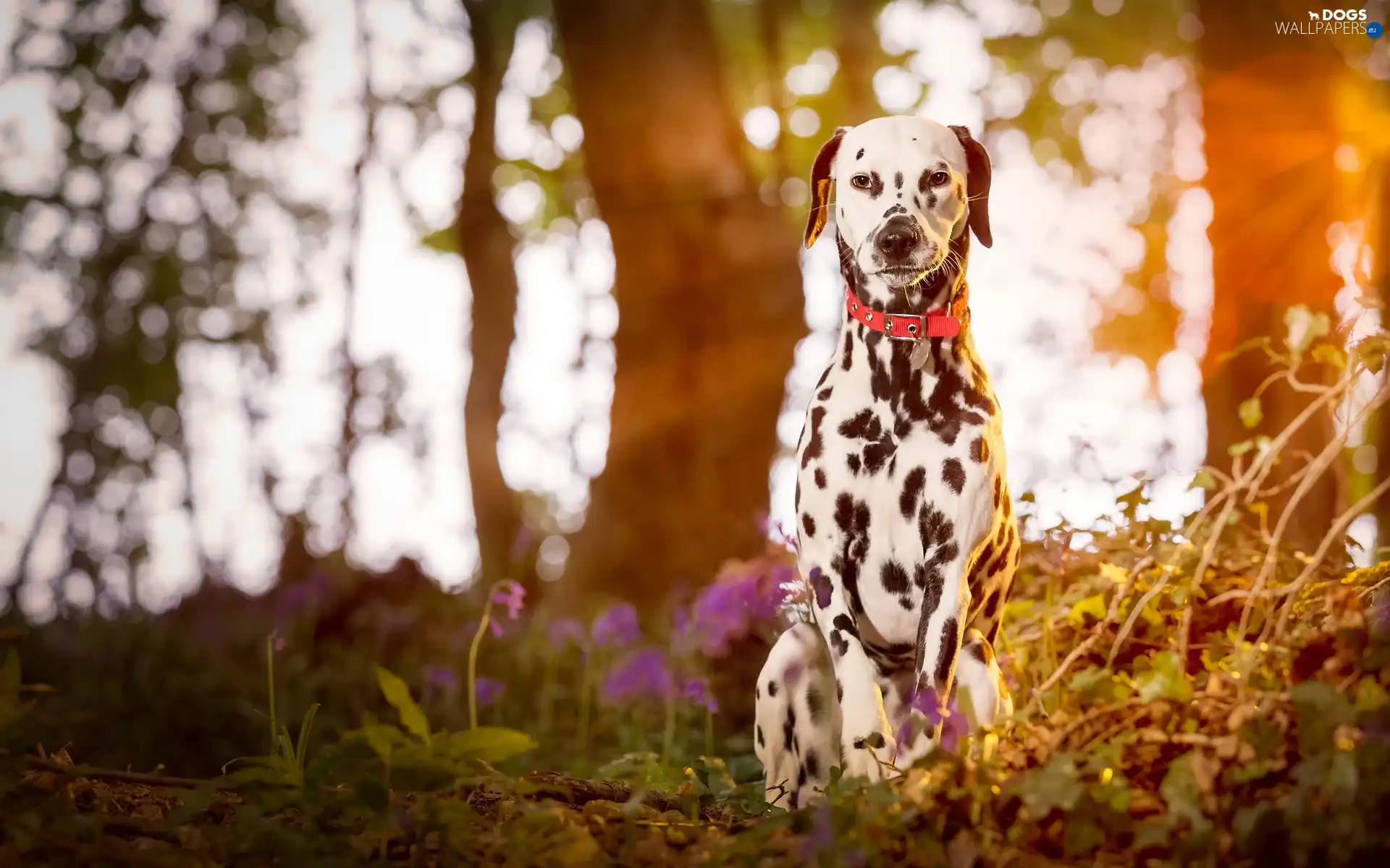 Dalmatian, dog