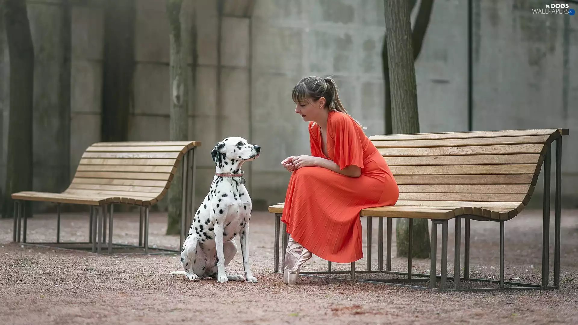 dog, Women, bench, Dalmatian