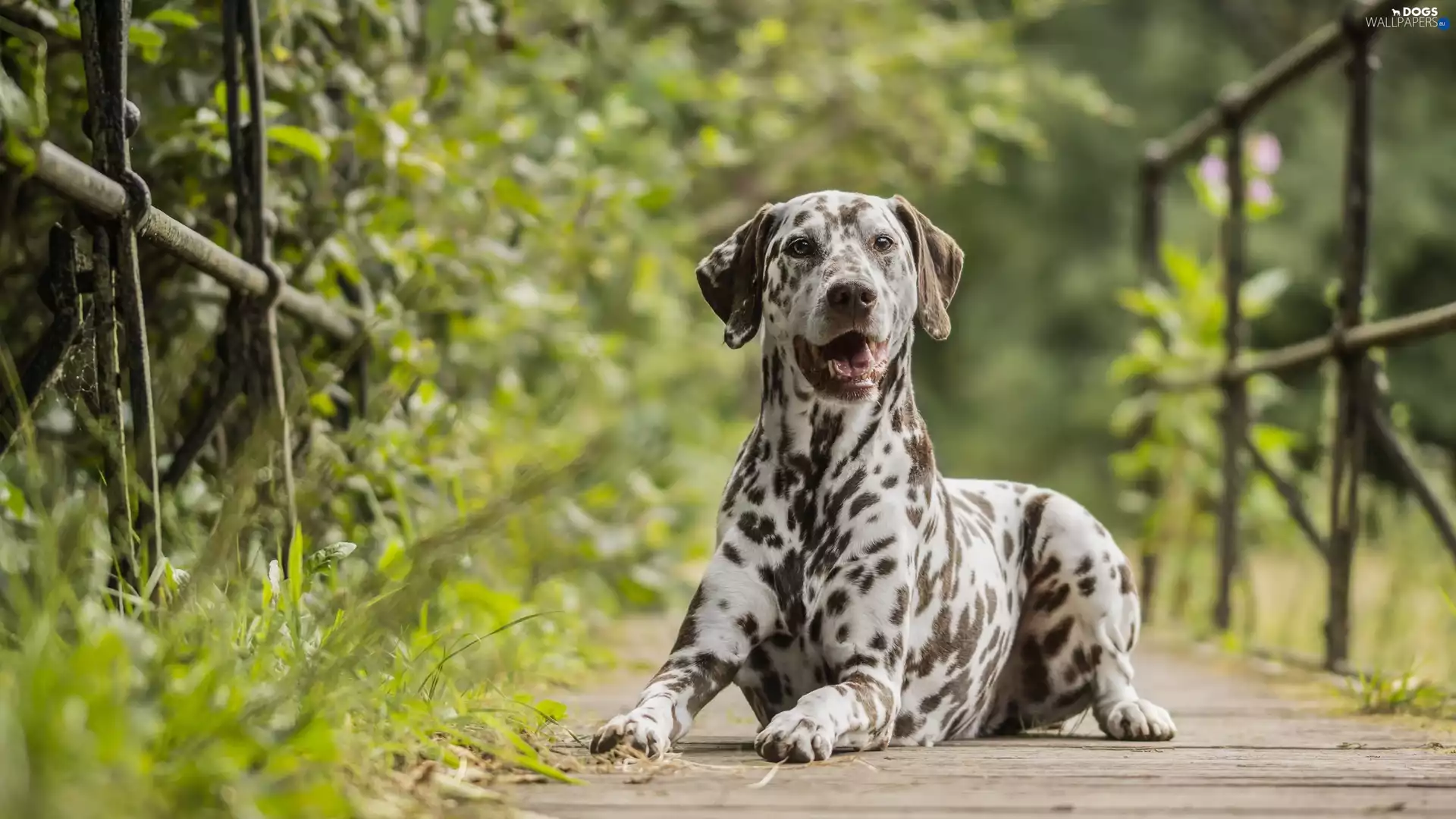 dog, bridges, green, Dalmatian