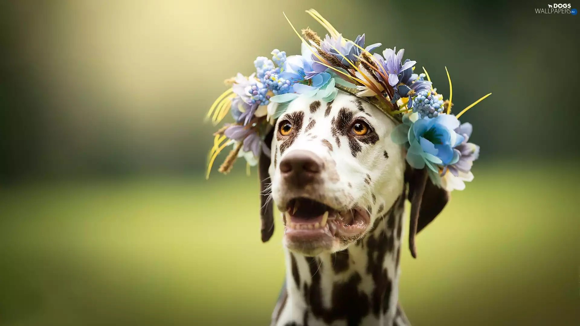 dog, muzzle, wreath, Dalmatian