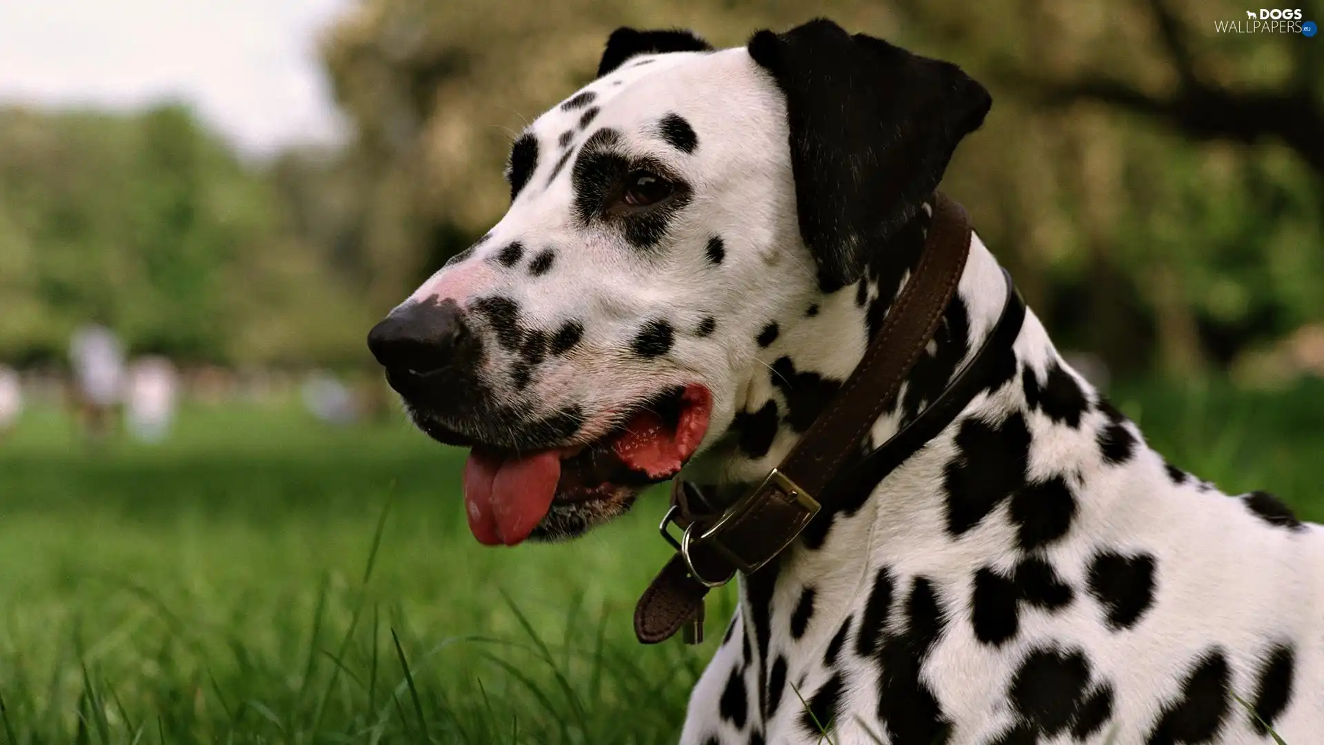 Dalmatian, dog