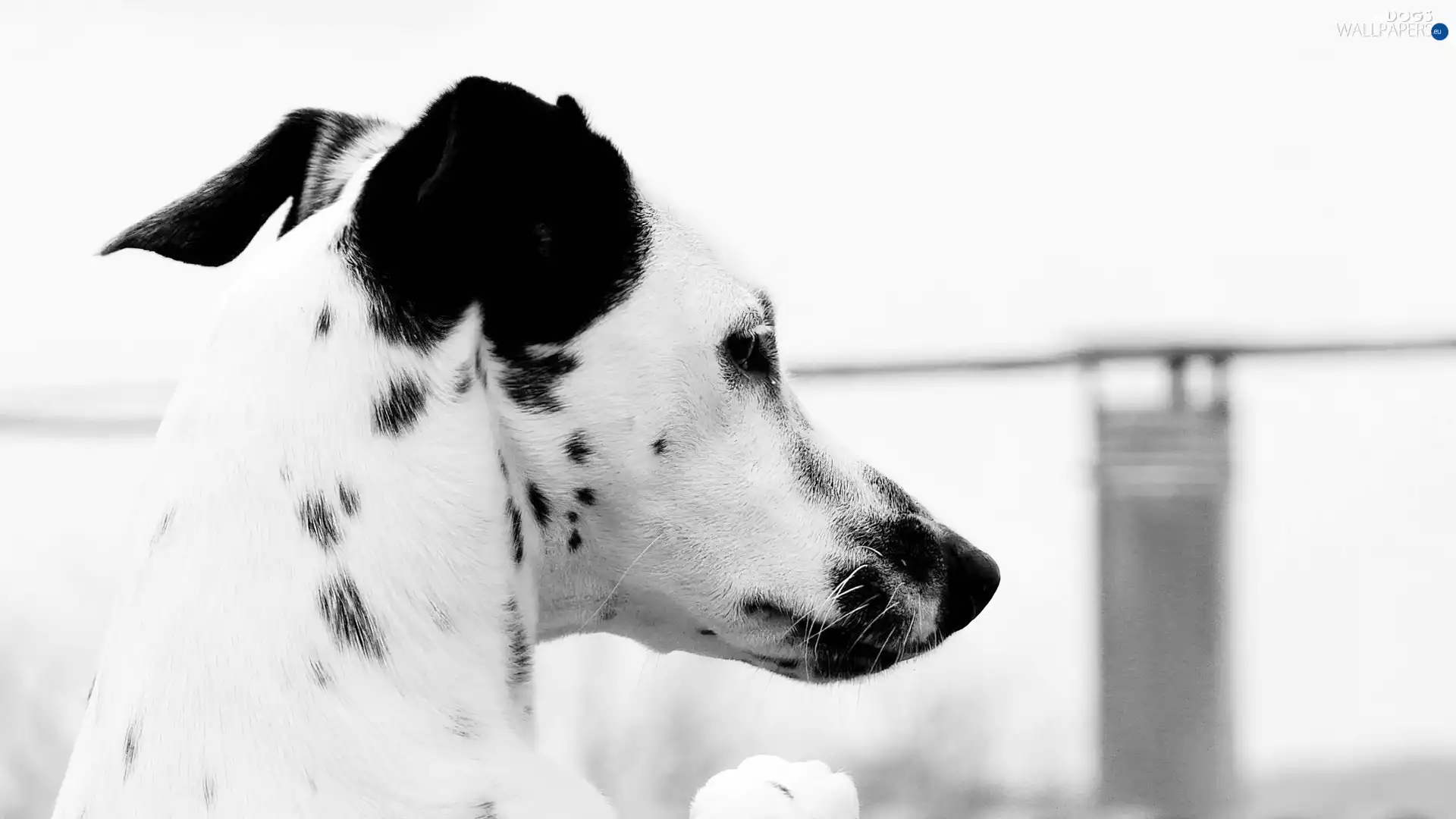 Dalmatian, Head, doggy