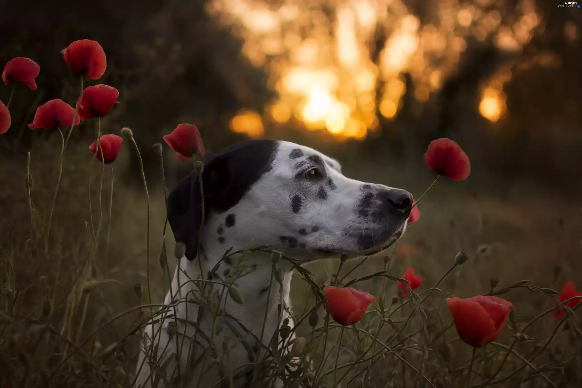 Dalmatian, papavers