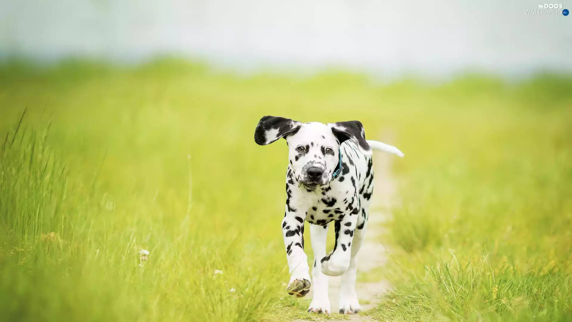 Puppy, Meadow, grass, Dalmatian