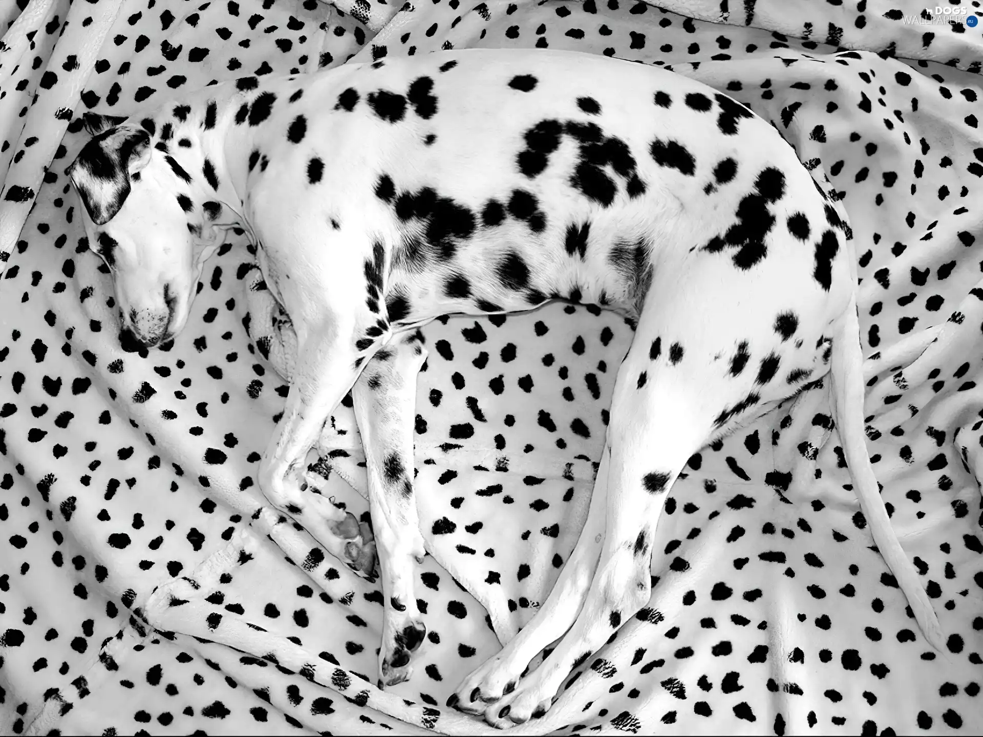 sleepy, Bedding, spots, Dalmatian
