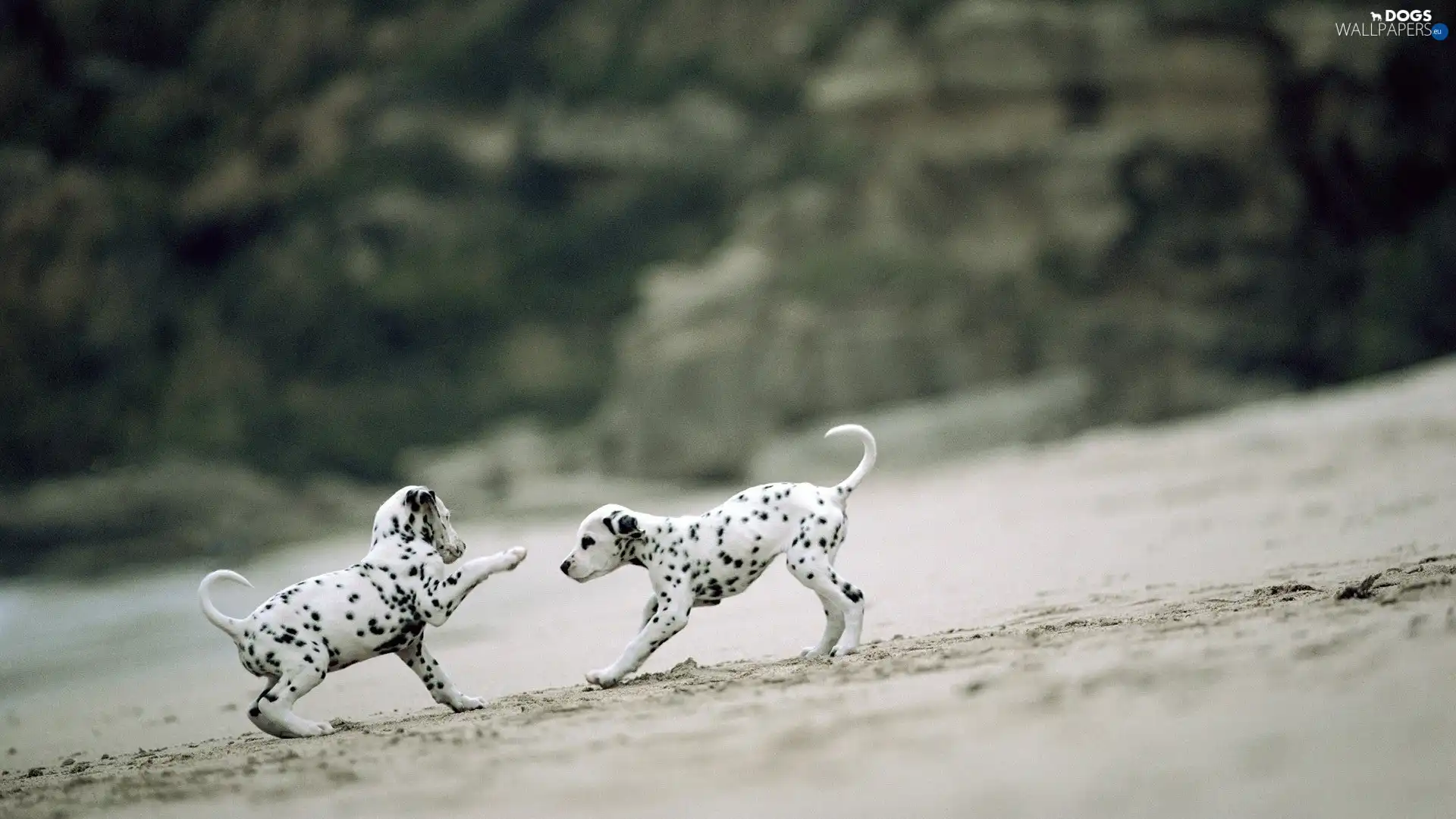 Dalmatians, play, little doggies