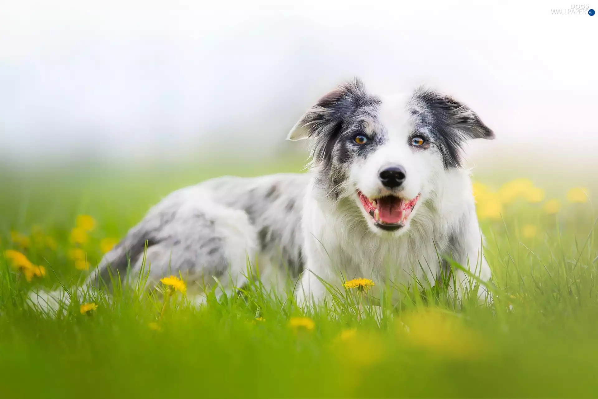 Australian Shepherd, Common Dandelion, grass, Meadow