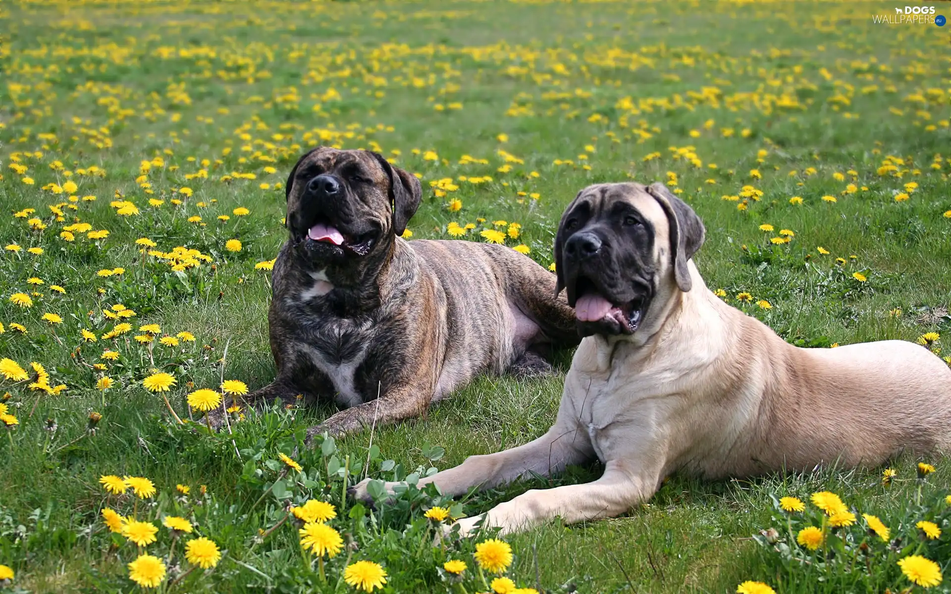 Dogs, Two cars, Amstaff, lying, Meadow, grass, Bullmastiff, dandelions