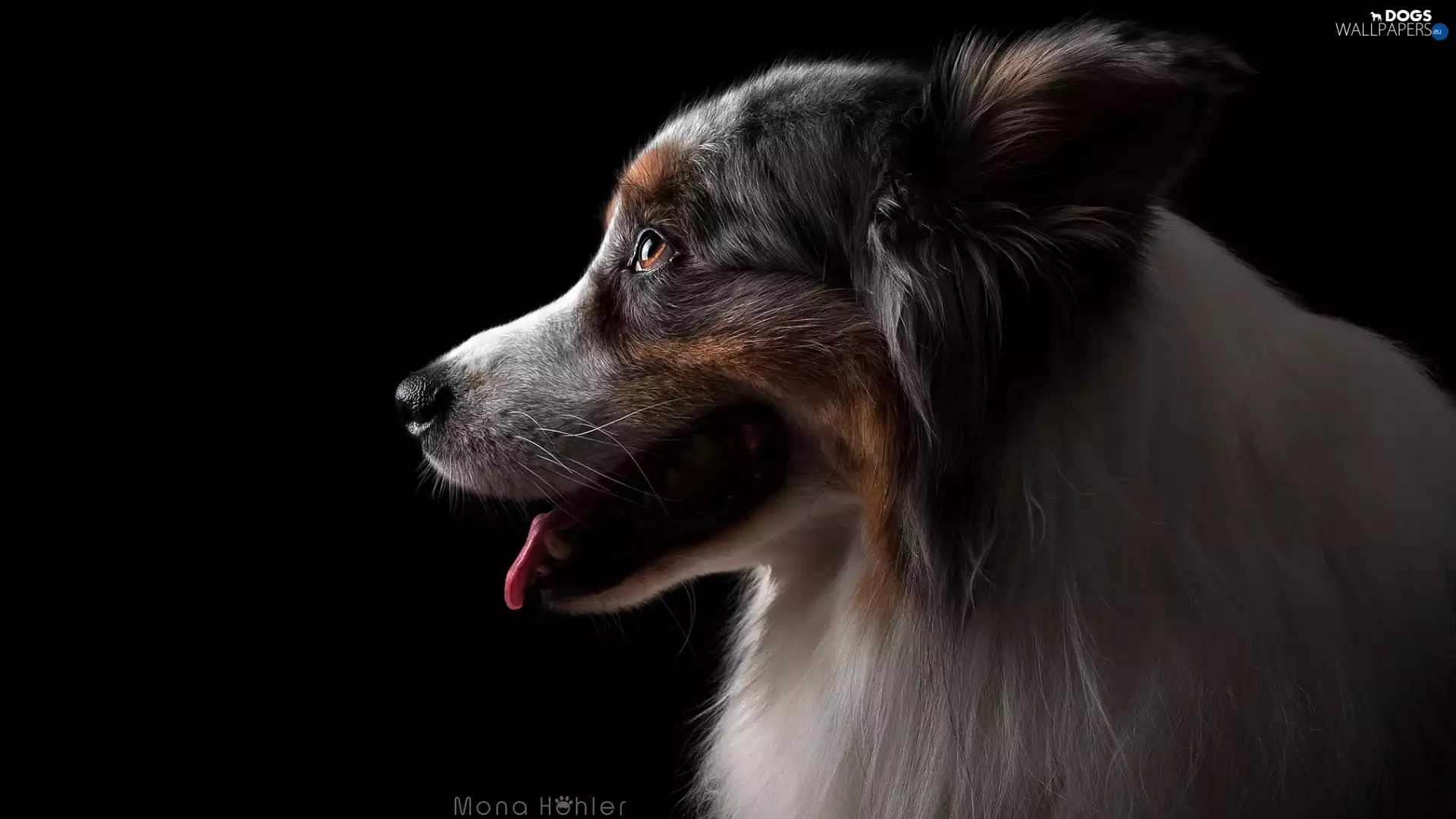 dog, Australian Shepherd, Dark Background, profile