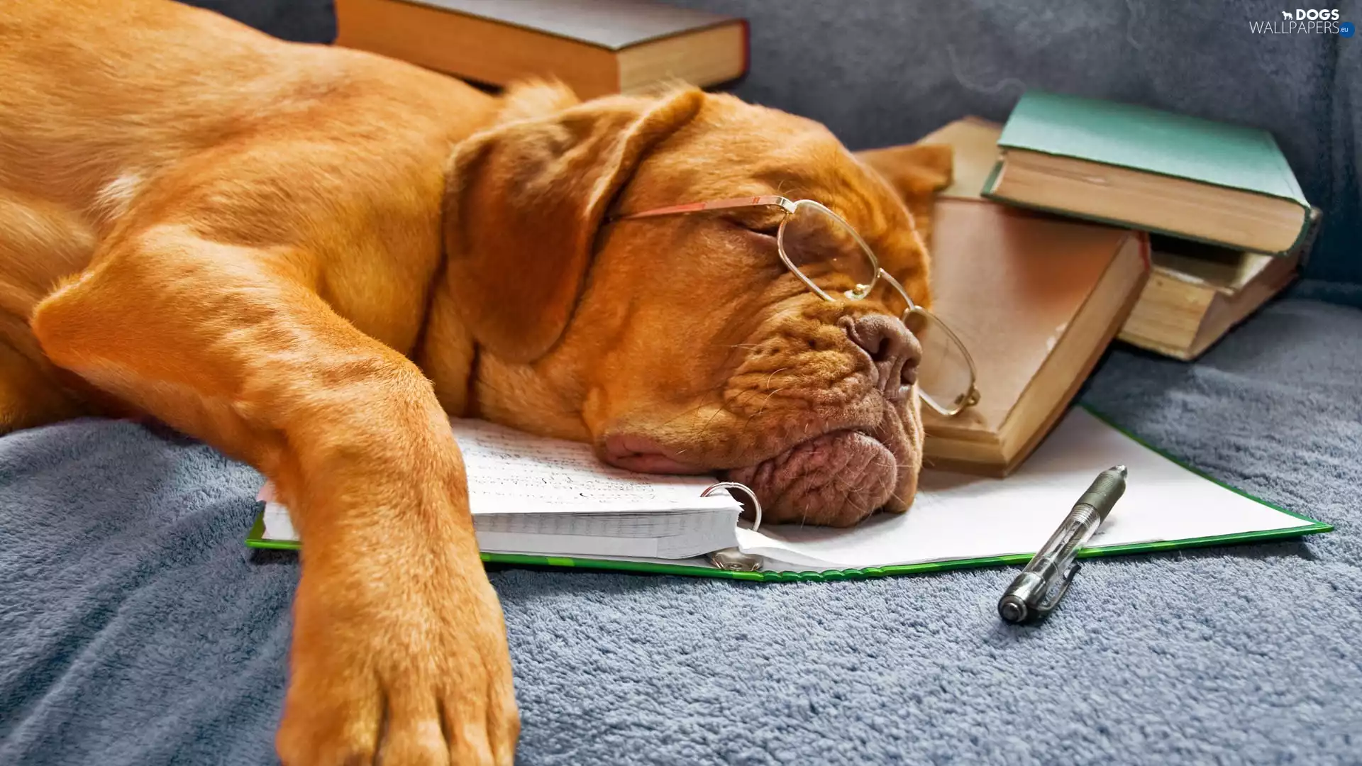 Dog de Bordeaux, sleepy, dog