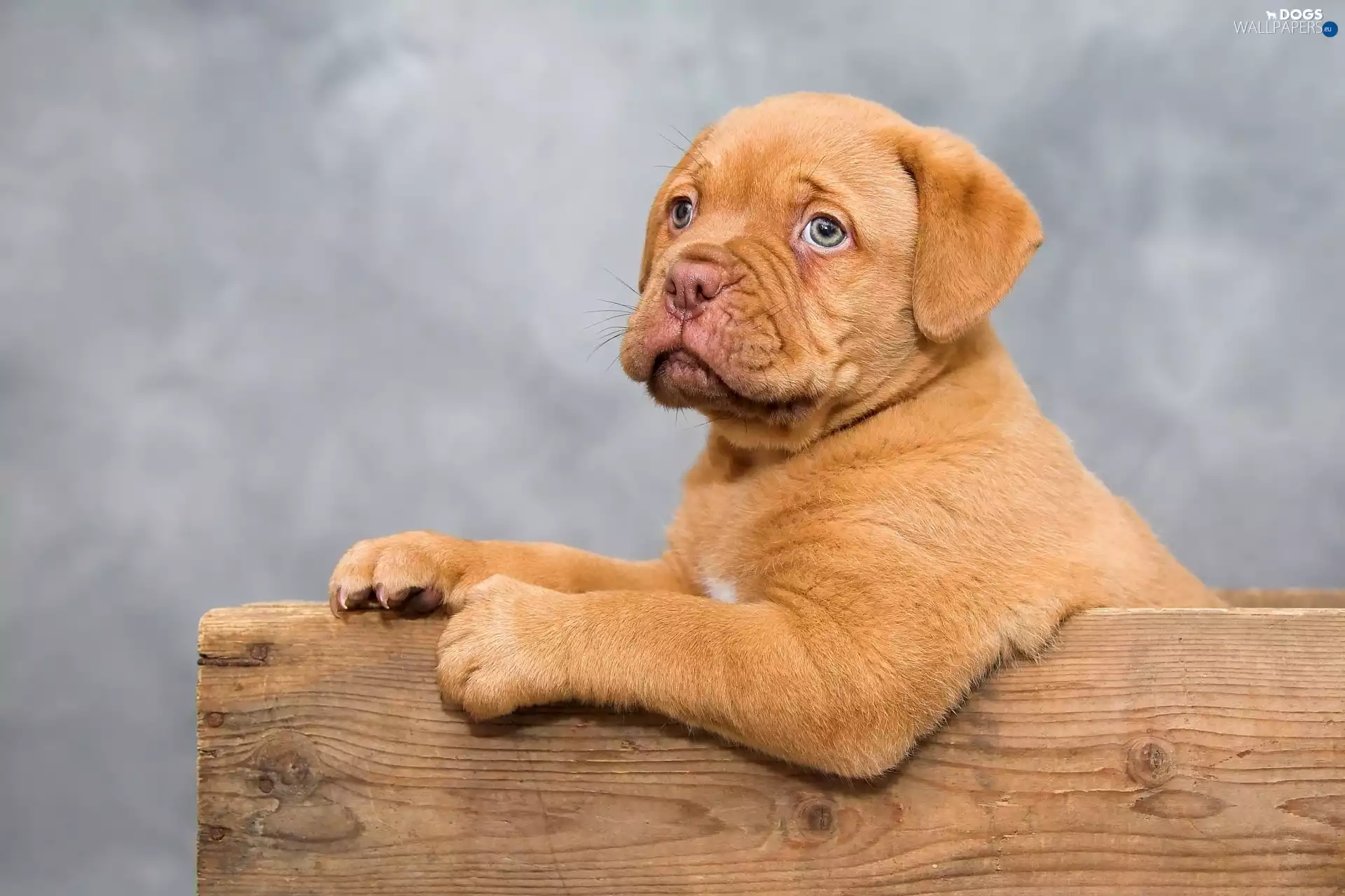 Dog de Bordeaux, dog, Puppy