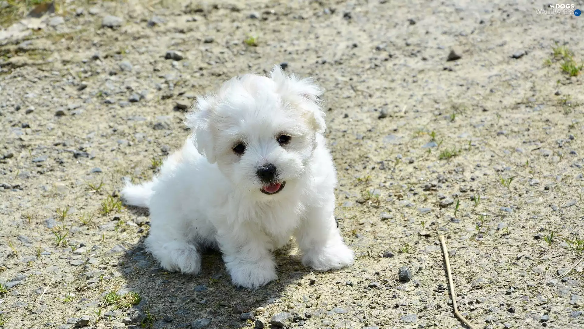 White, Puppy, Coton de Tulear, dog