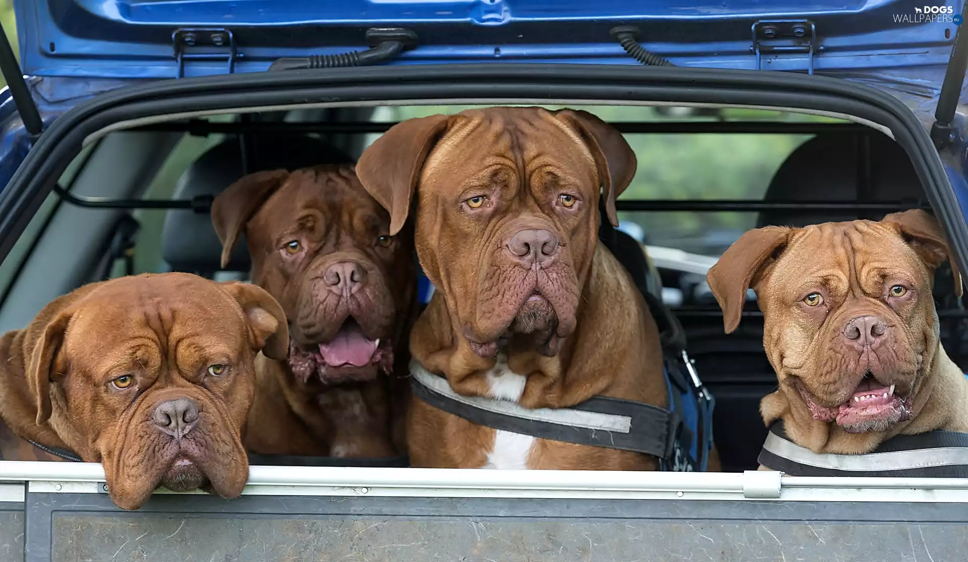 Automobile, Dogs, Dog de Bordeaux, four