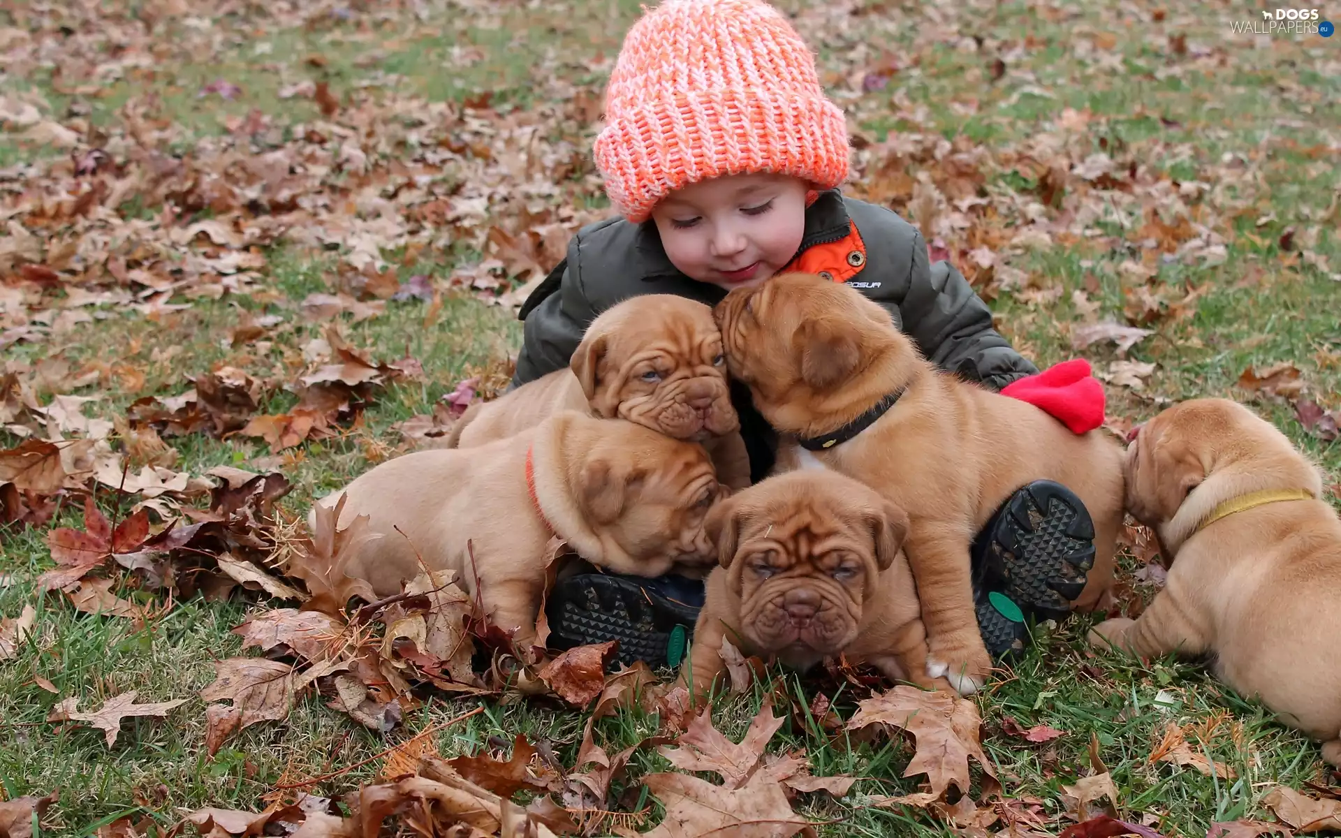 Kid, puppies, Dog de Bordeaux, puppies