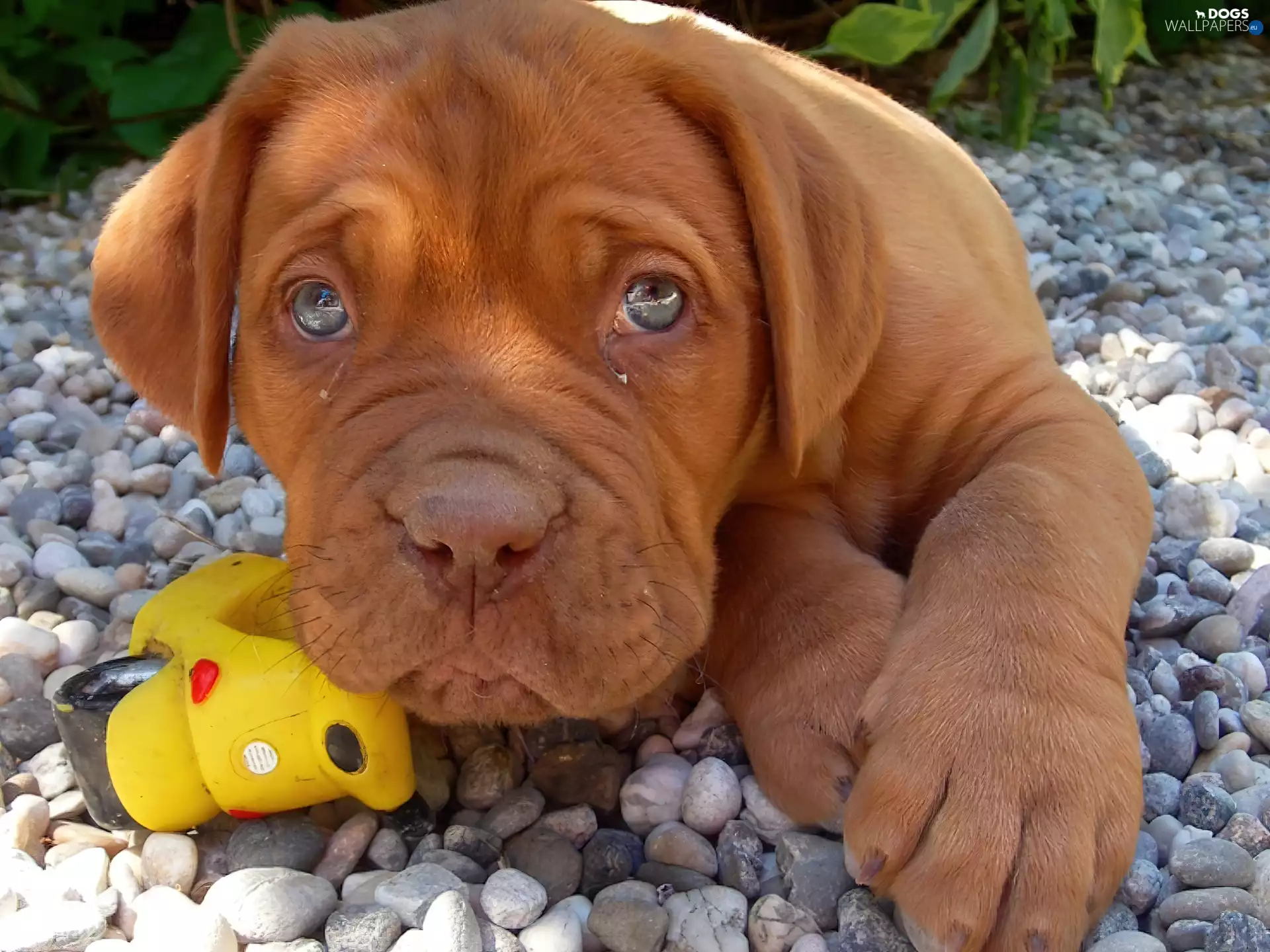 dog, Stones, Dog de Bordeaux, toy