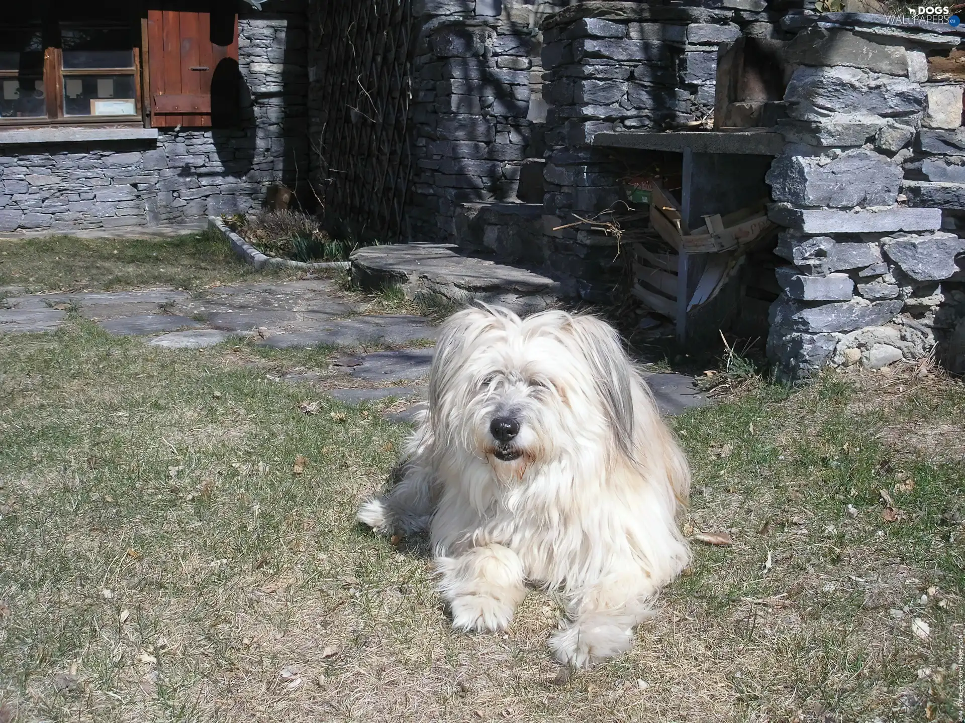 Berger des Pyr?n?es, Pyrenean Shepherd