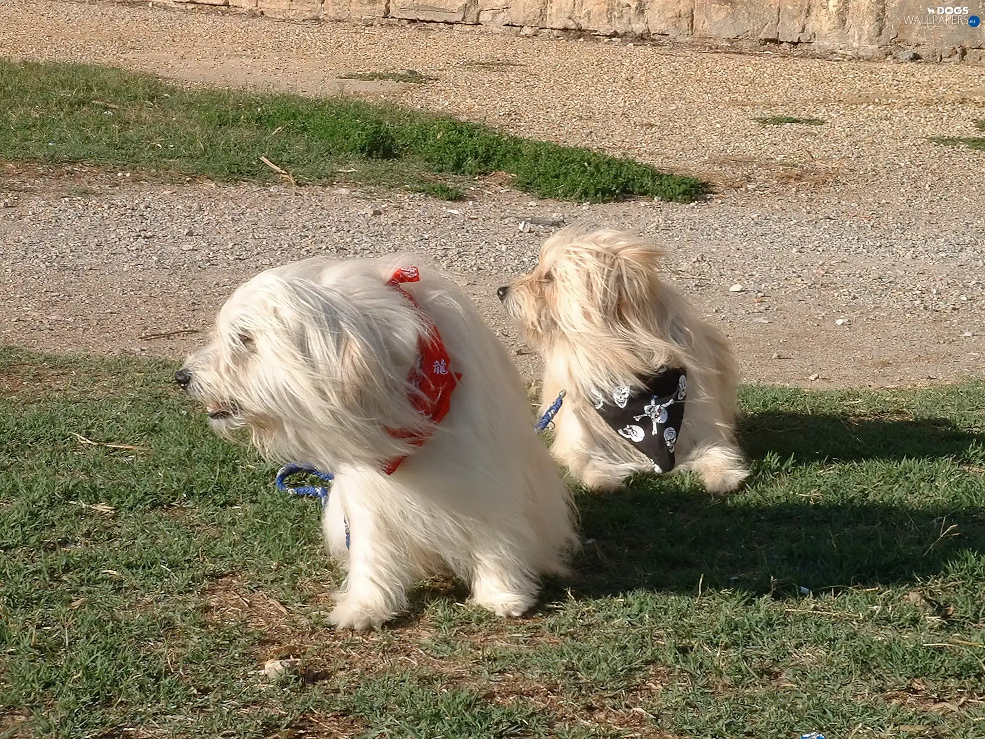 Berger des Pyr?n?es, scarves, Pyrenean Shepherd