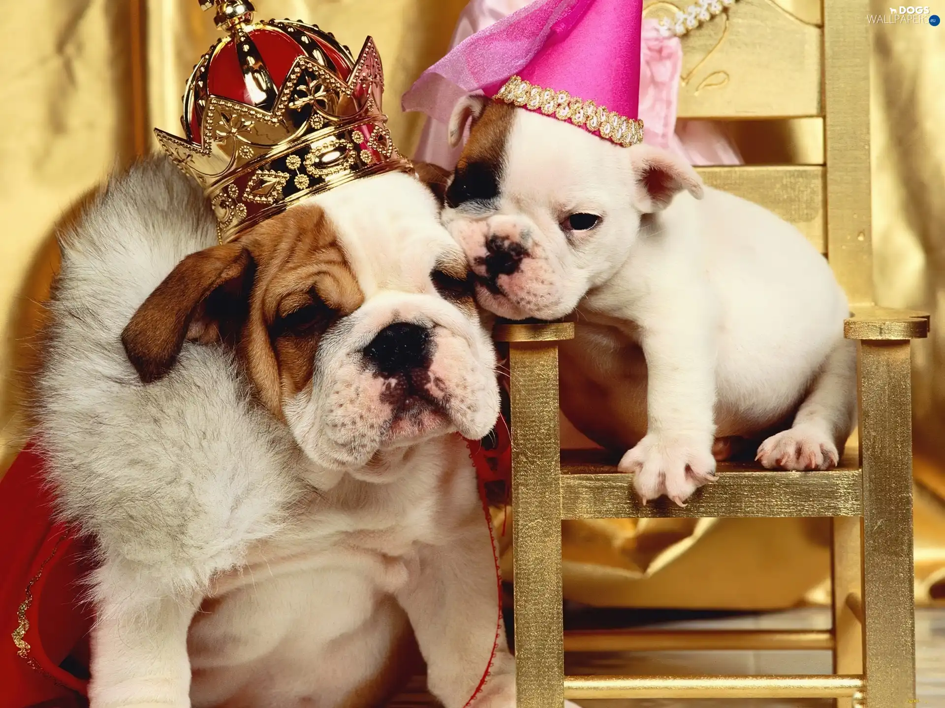 disguise, Bulldogs