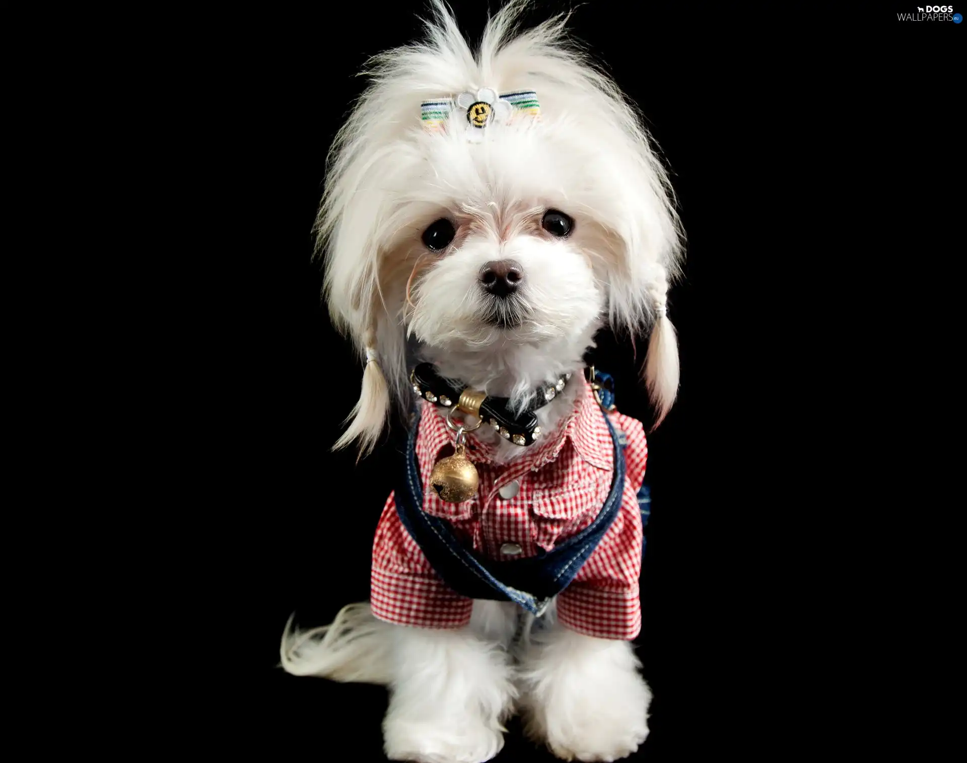 doggy, White