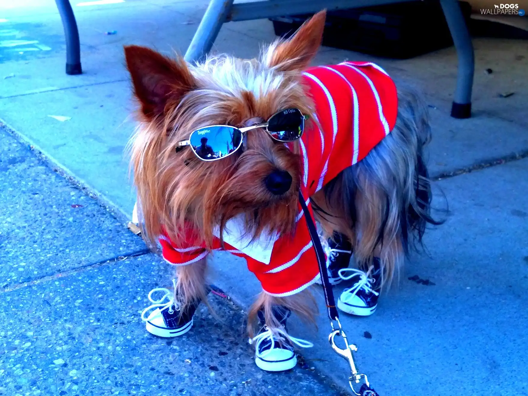 disguise, sneakers, York, Glasses