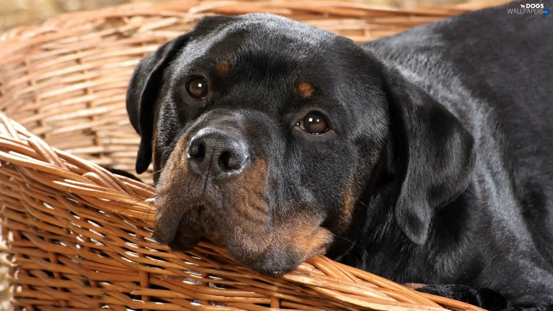 dispatch, Rottweiler